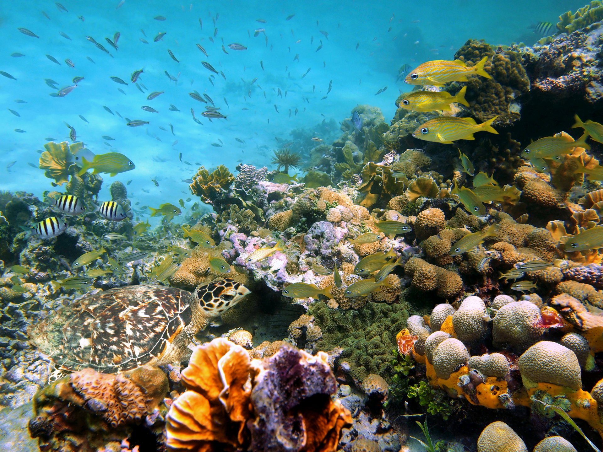 подводный мир море кораллы ракушки камни рыбы природа фото