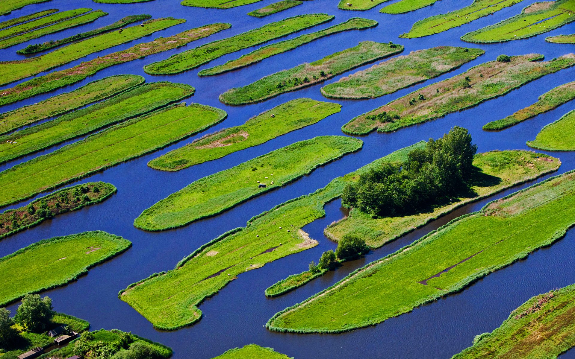 pays-bas eau arbres île herbe