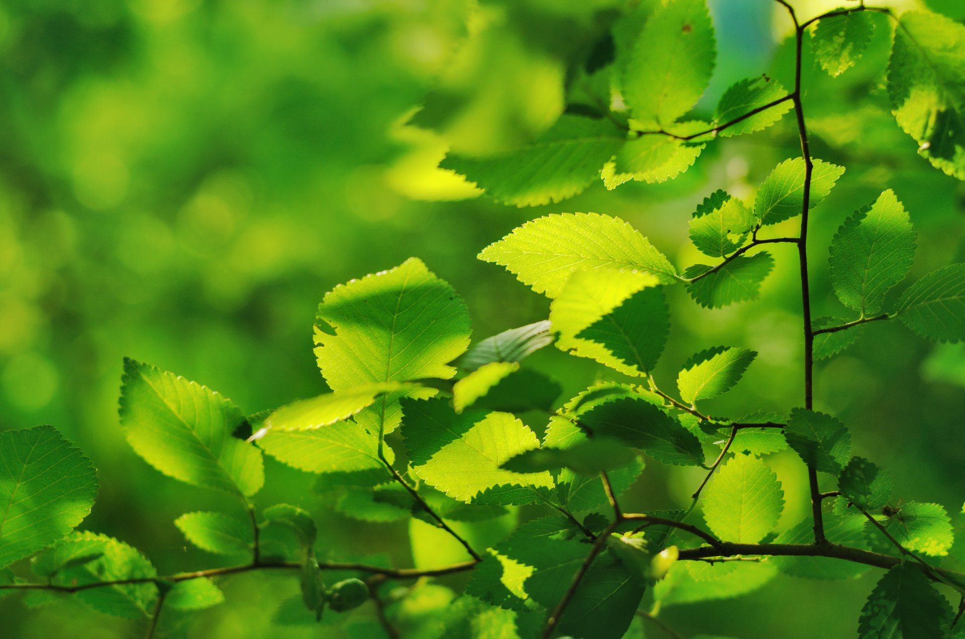 ramo foglie verde macro