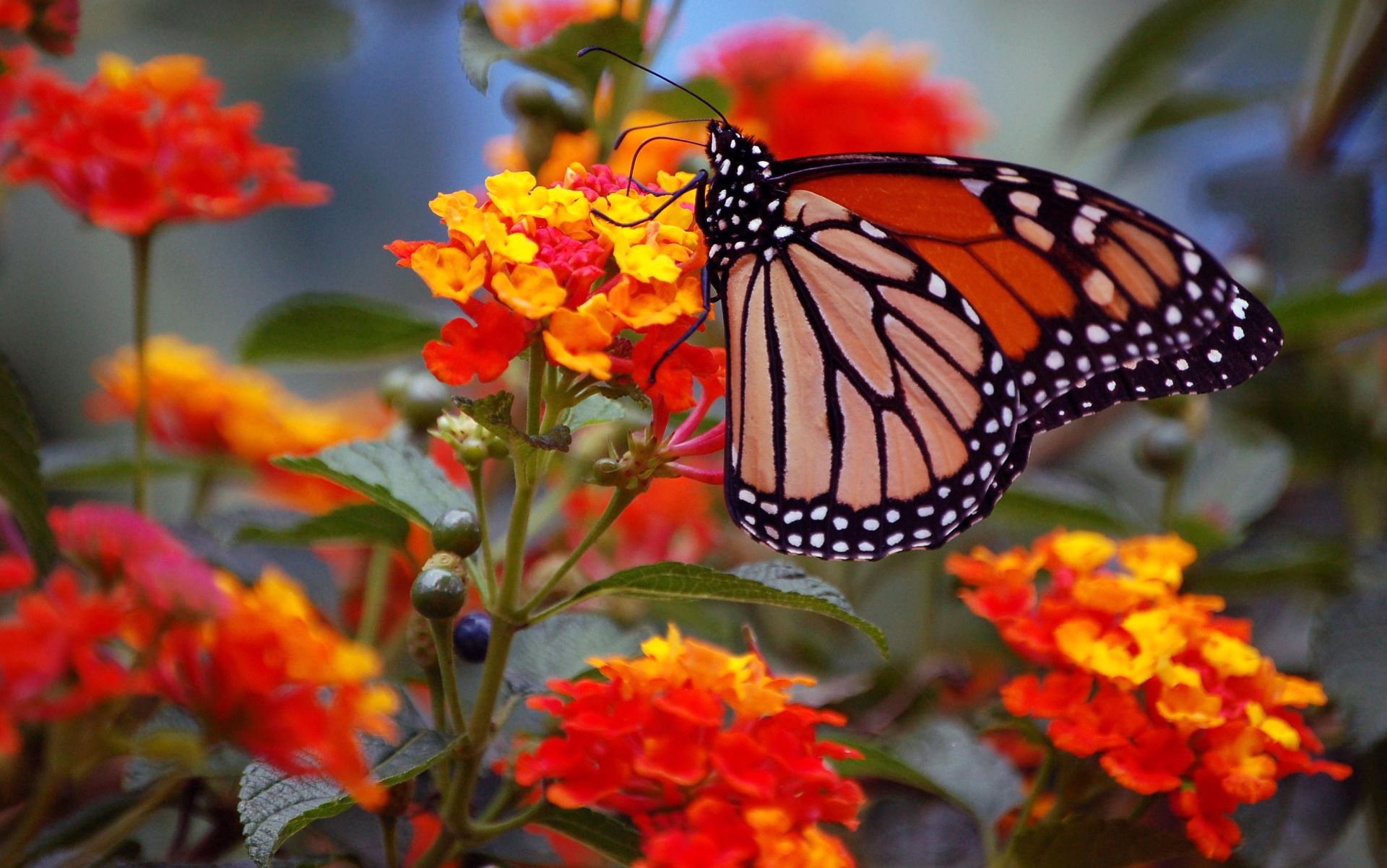 flower inflorescence butterfly monarch wings close up