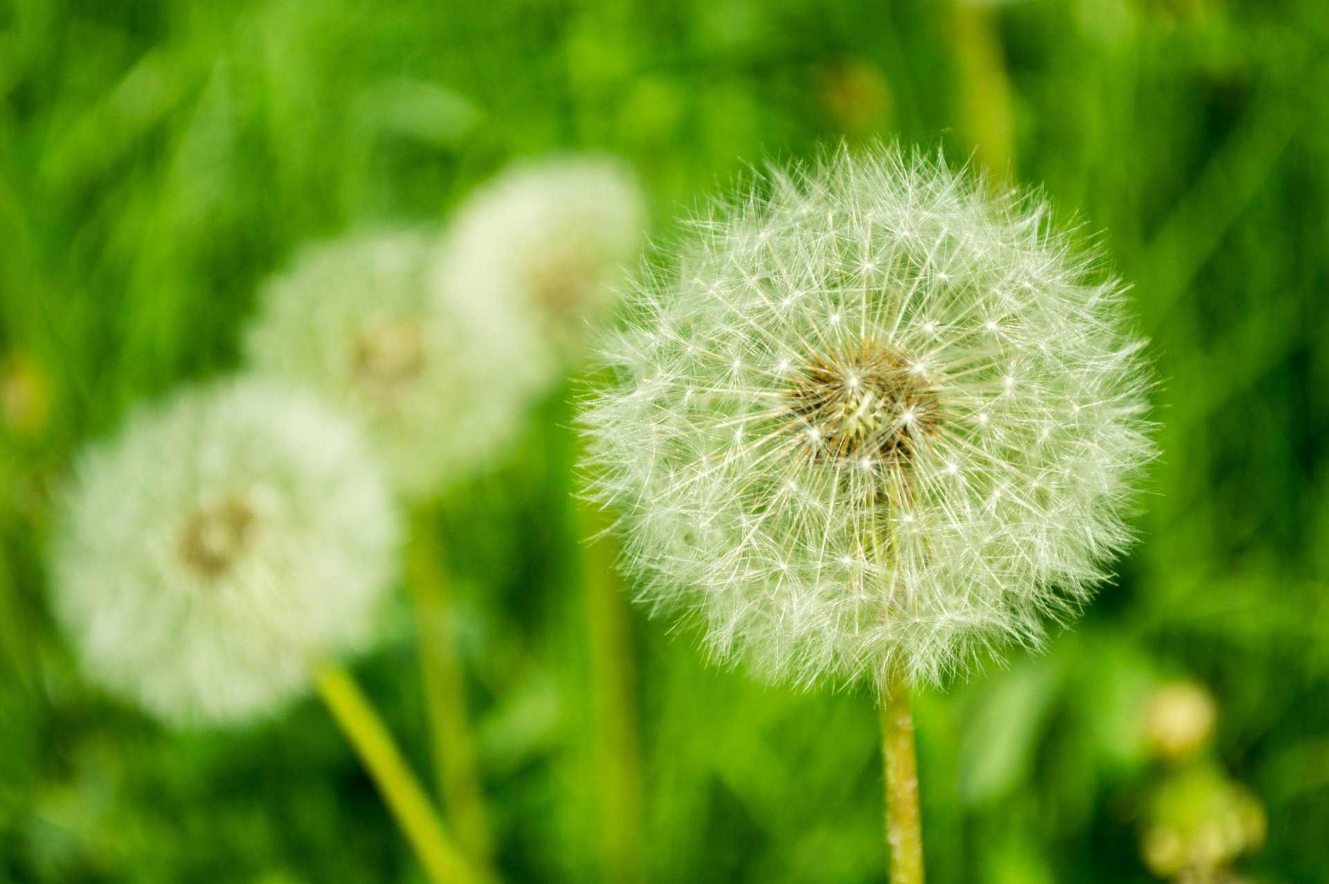 dandelion spring flower