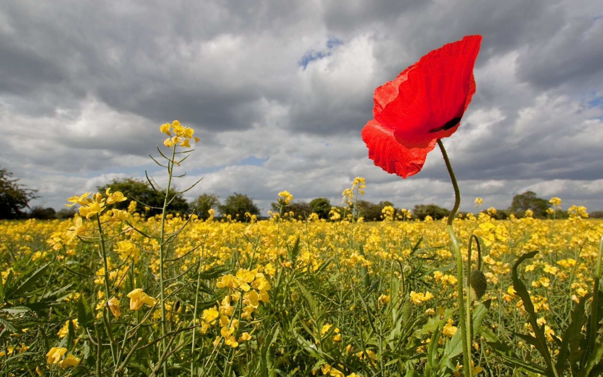 champ colza coquelicot