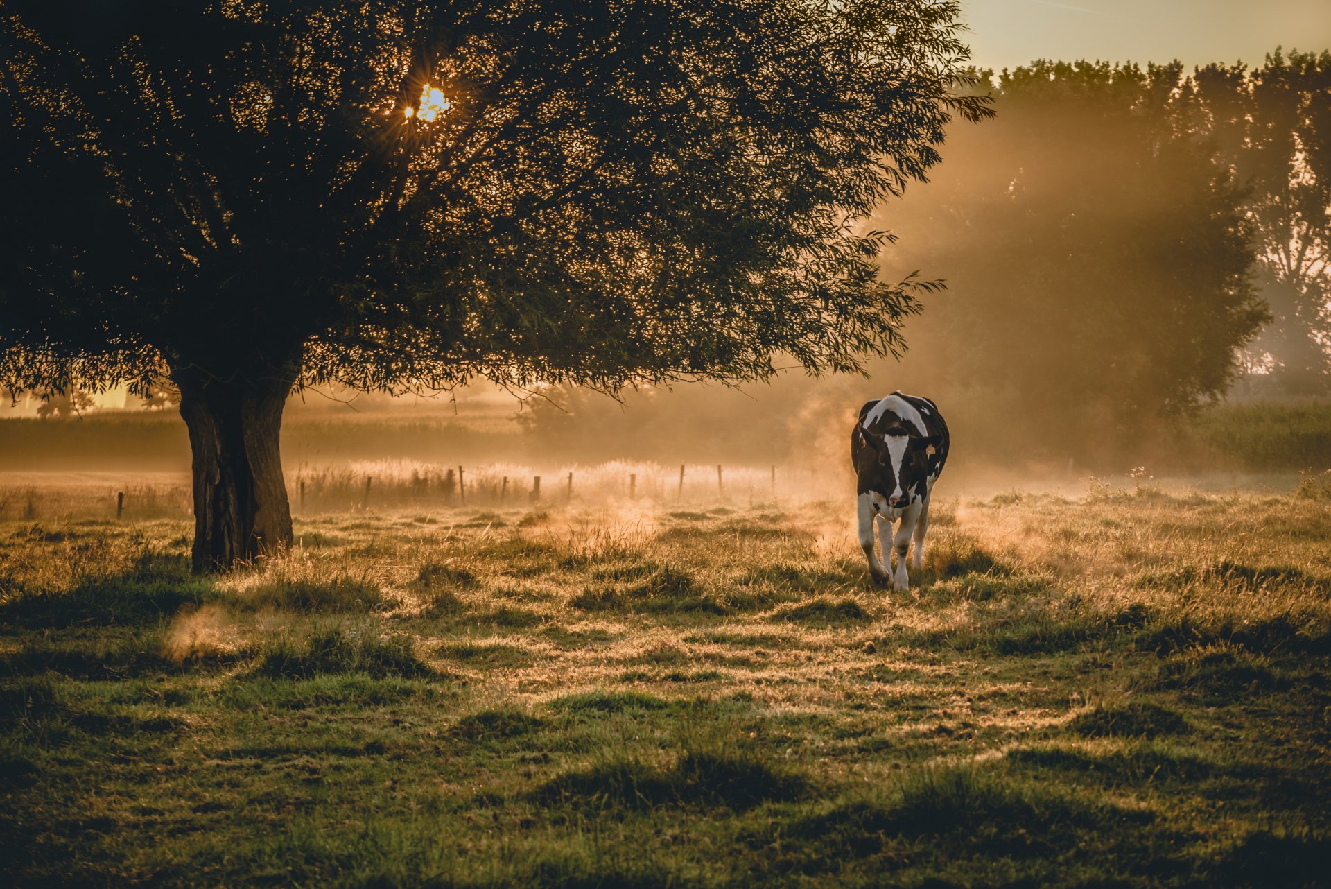 morgen nebel kuh