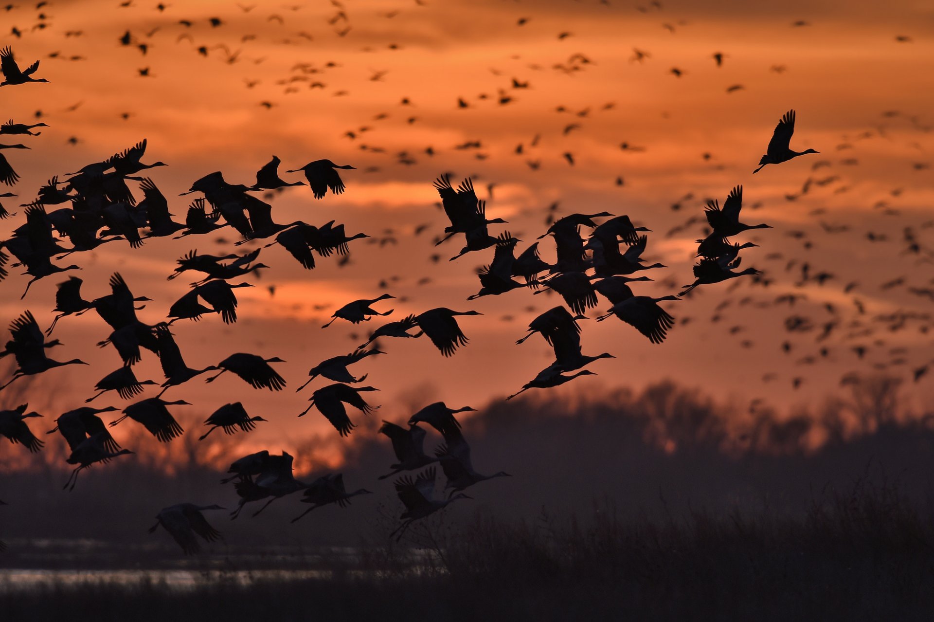 natura cielo uccelli sagome volo tramonto