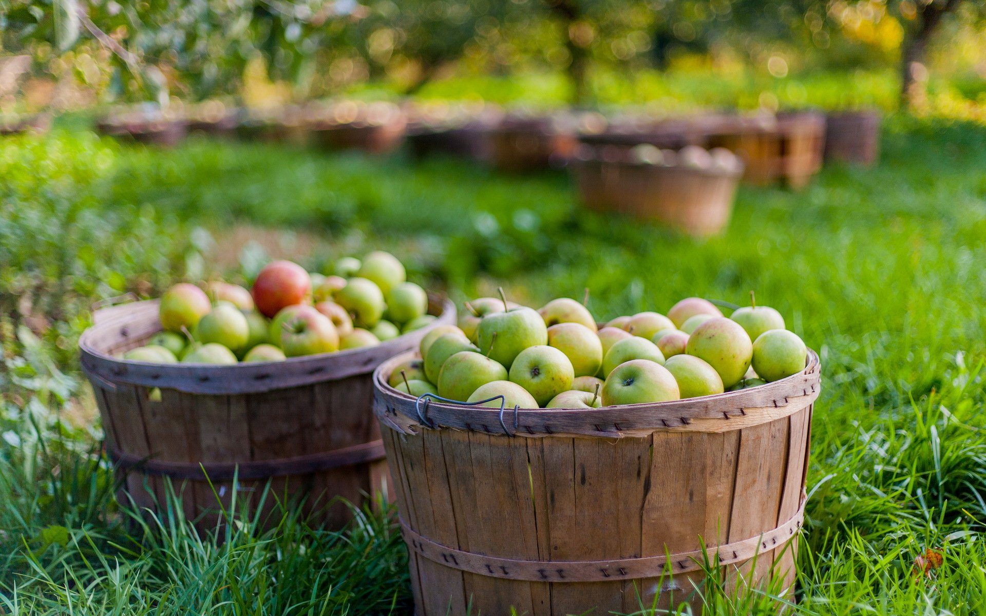 manzanas jardín naturaleza