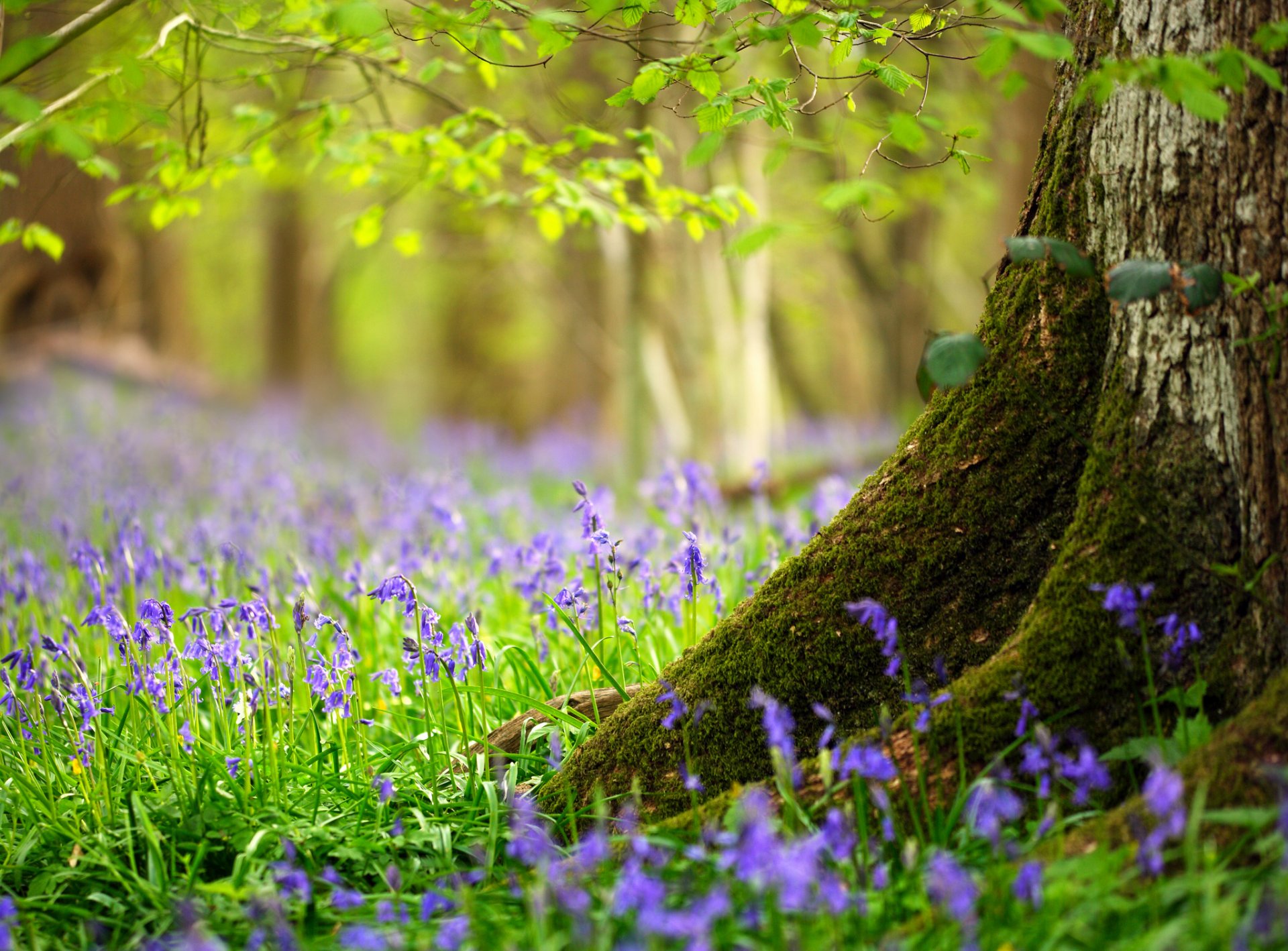 foresta albero tronco foglie erba fiori primavera