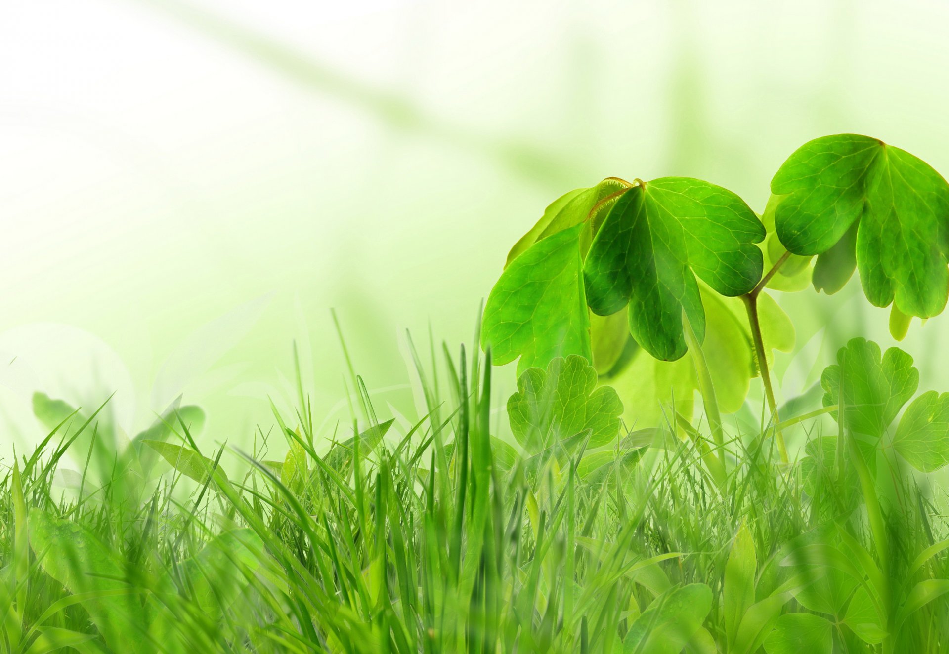 frühling grün gras busch