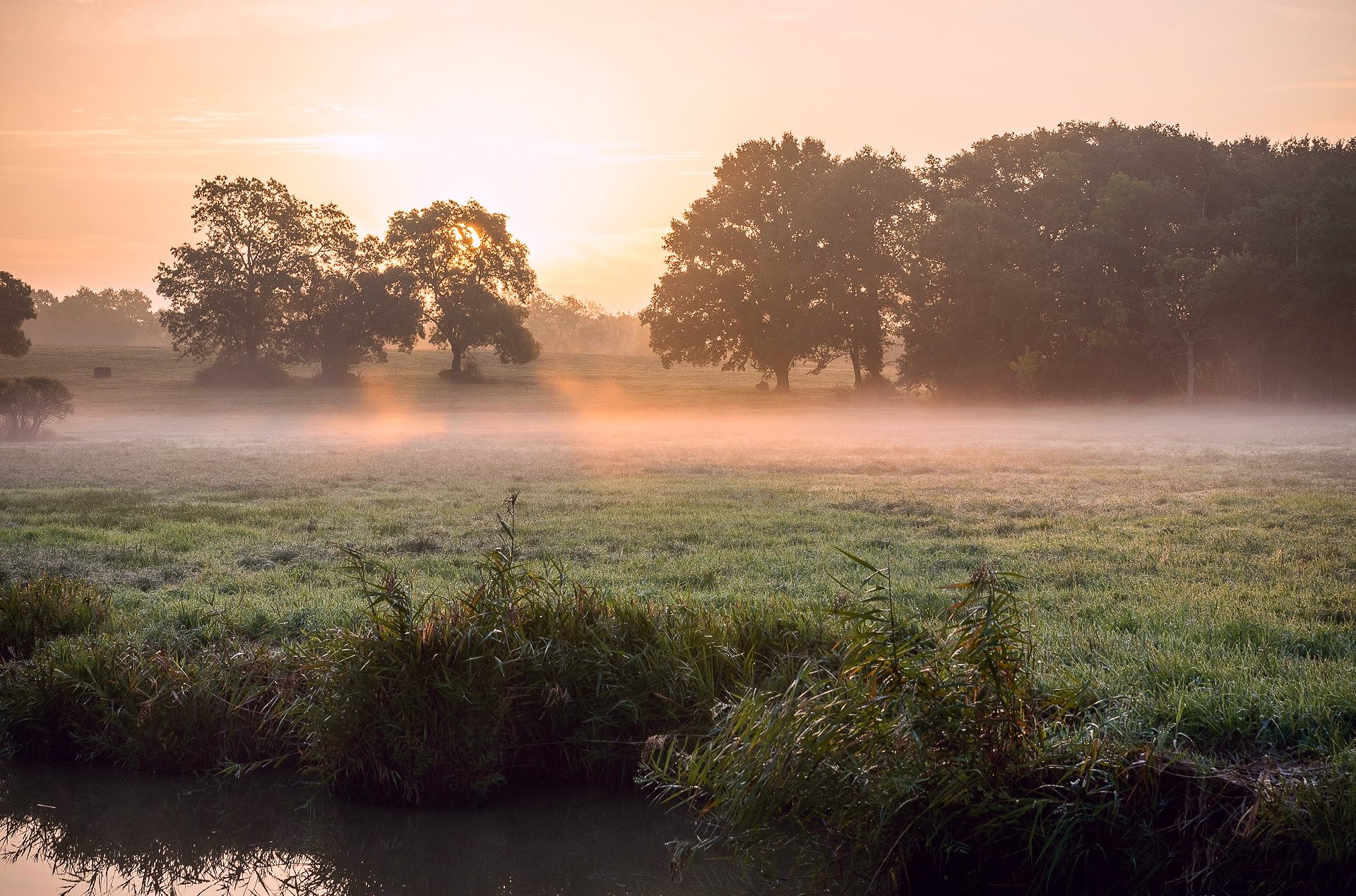 printemps matin rivière roseau herbe rosée brouillard lumière soleil soleil rayons arbres