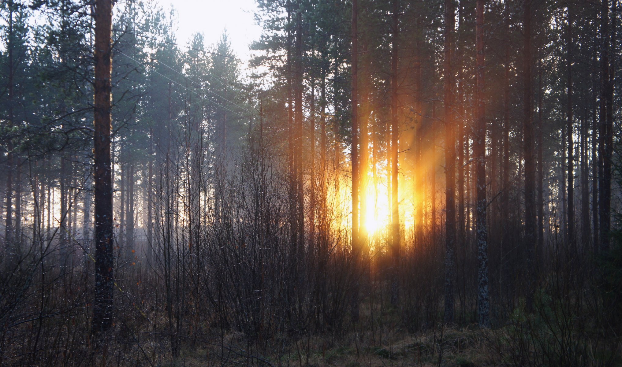 foresta alba alberi mattina sole raggi