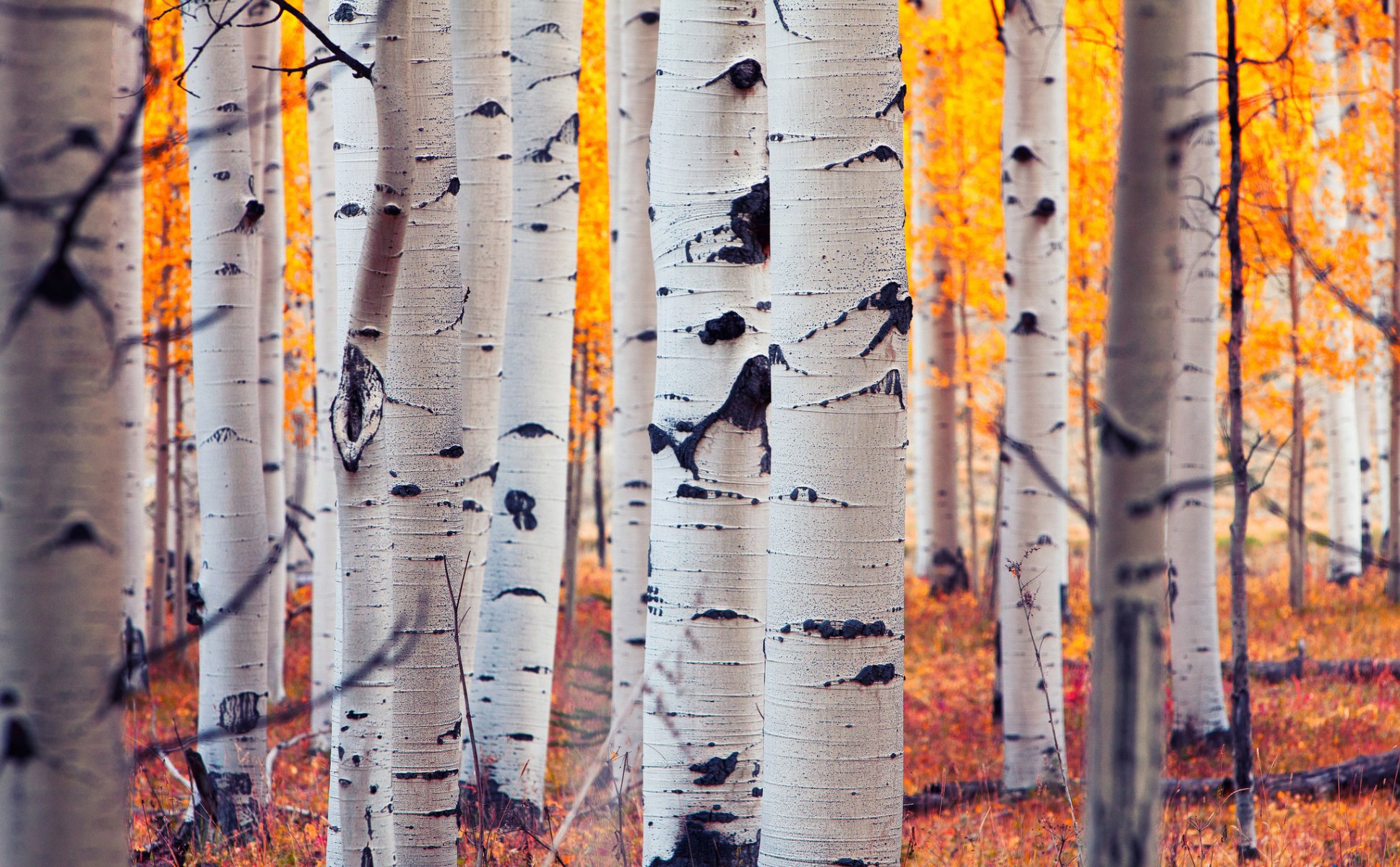 aspen colorado estados unidos bosque arboleda álamo temblón hojas otoño