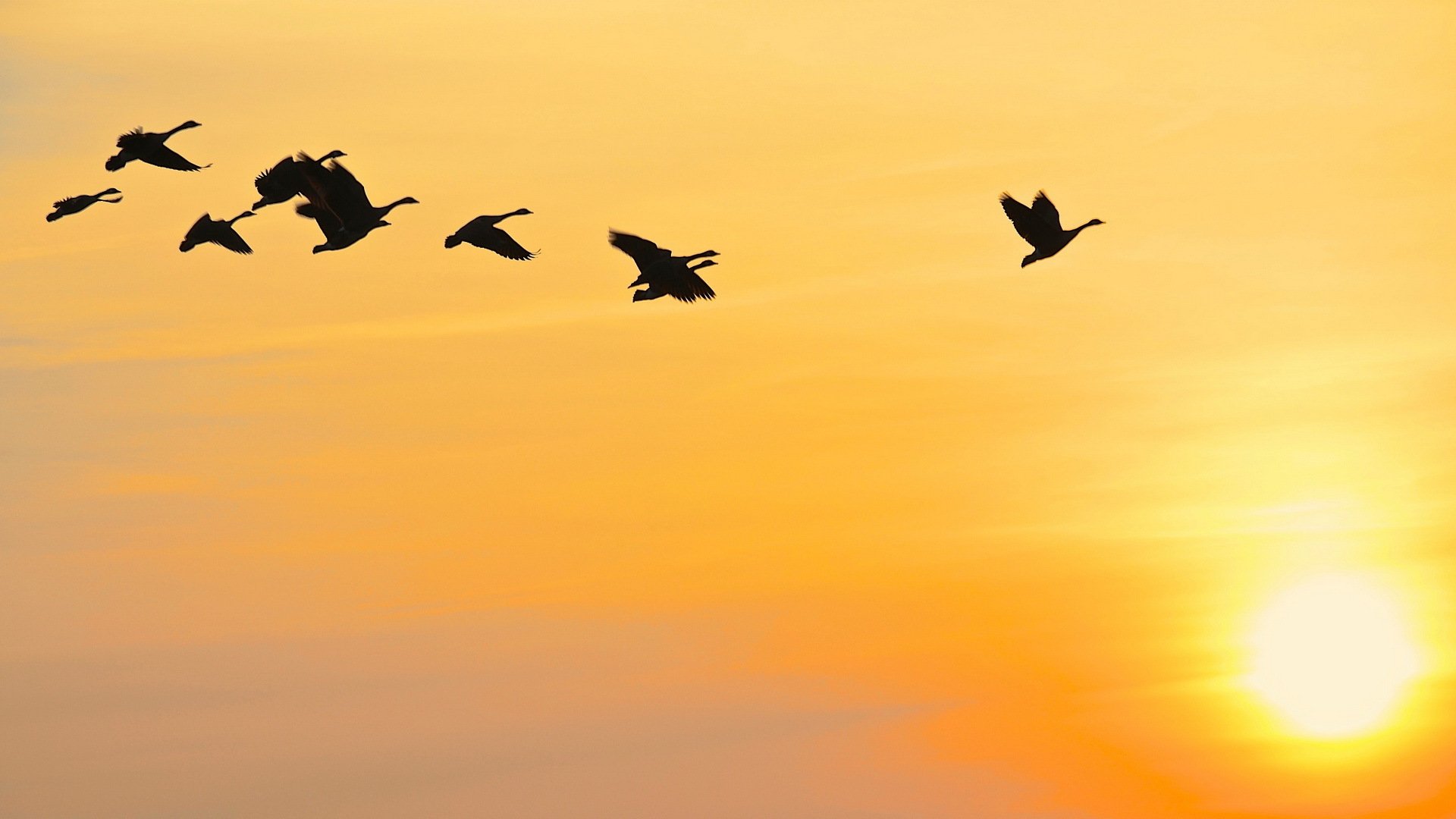 pájaros cielo puesta de sol