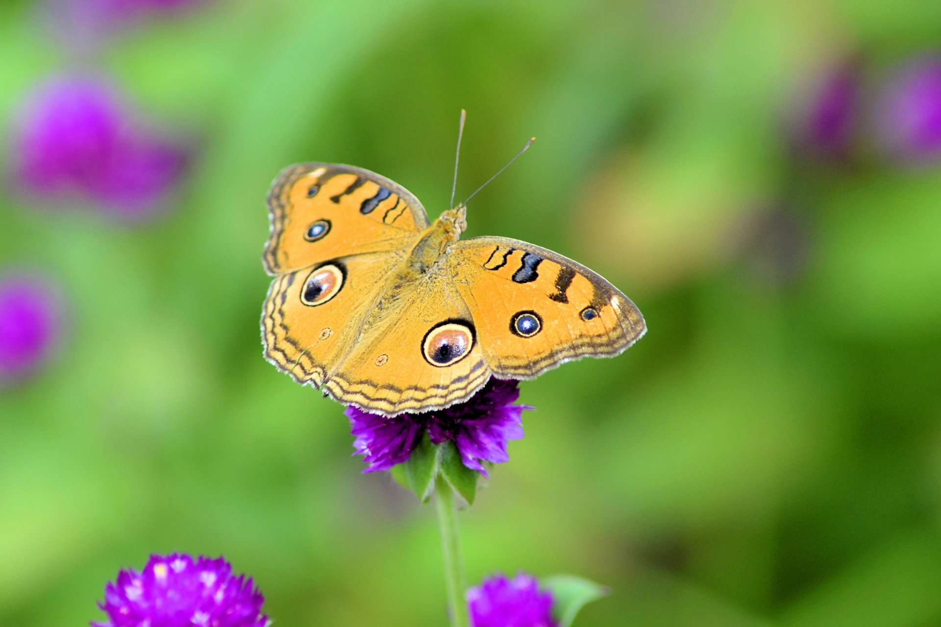 łąka kwiaty motyl skrzydła wzór