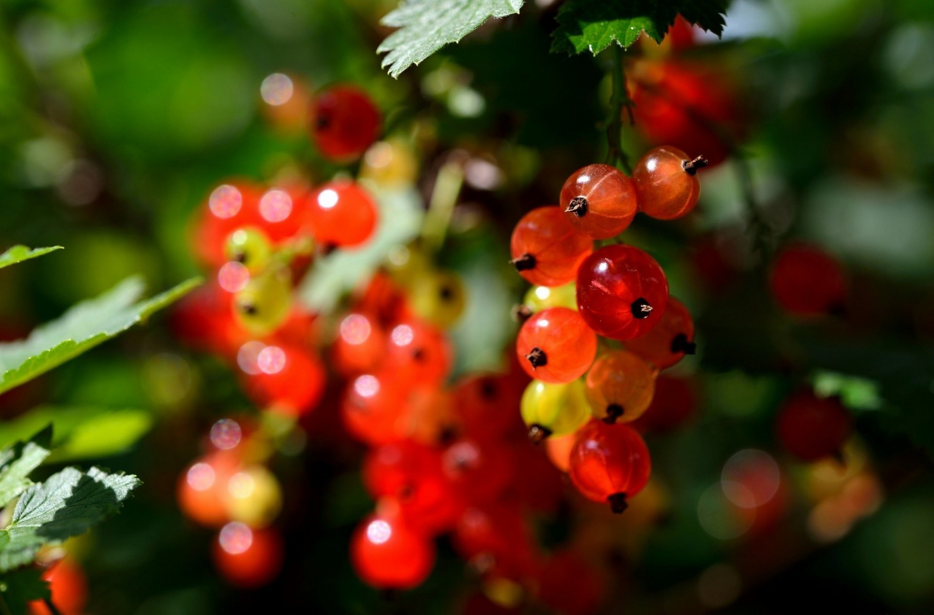 nature berries currant berry