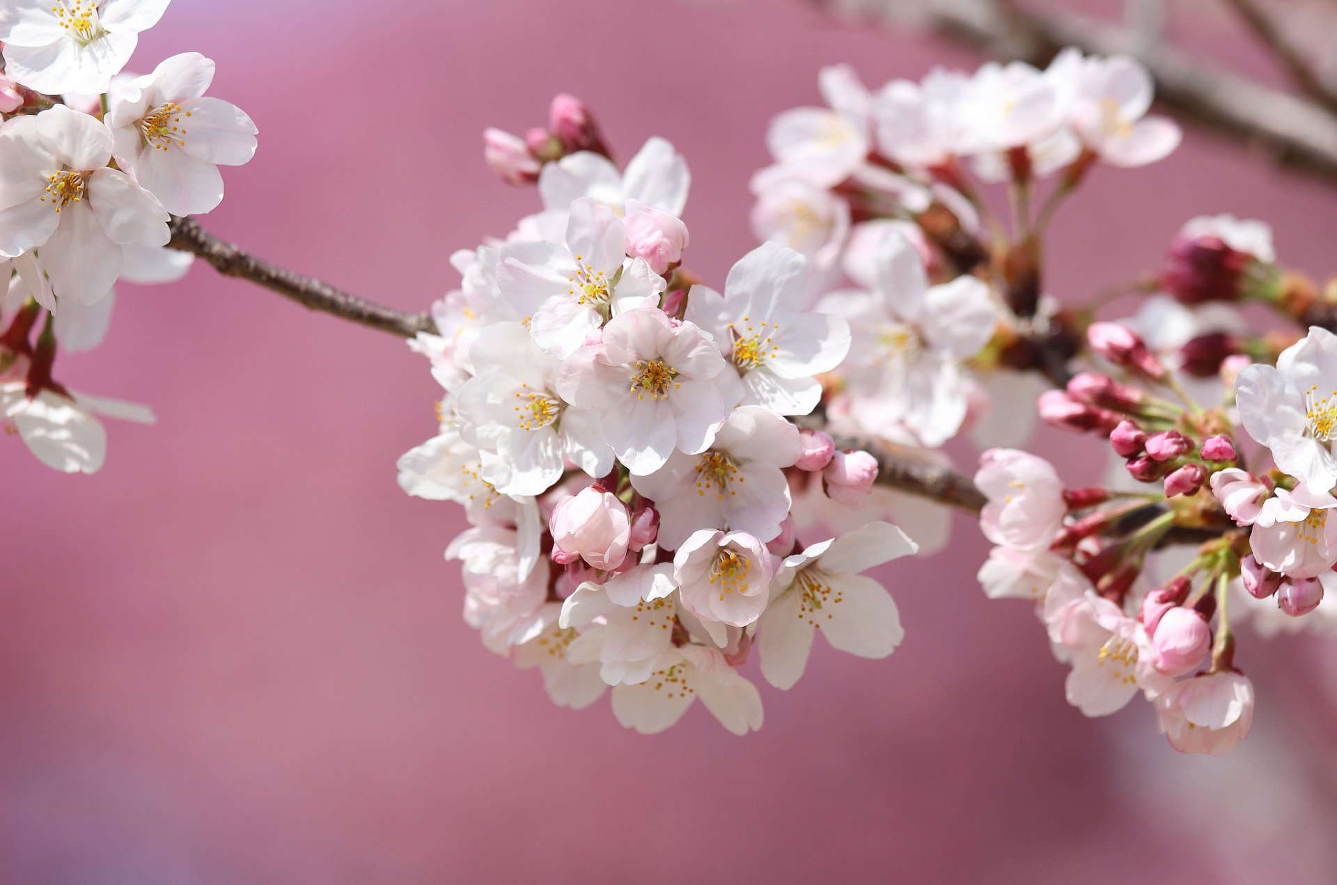 akura cherry branch bloom spring close up