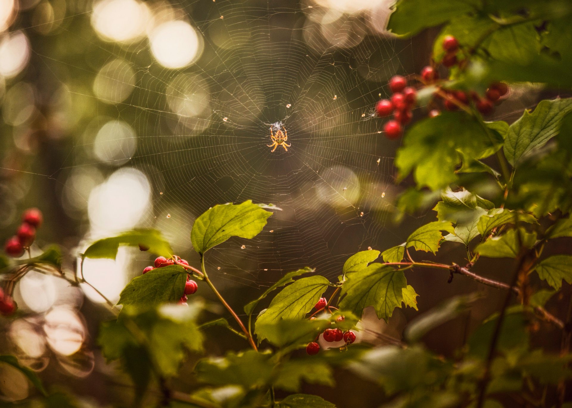 sommer august beere viburnum spinne spinnennetz