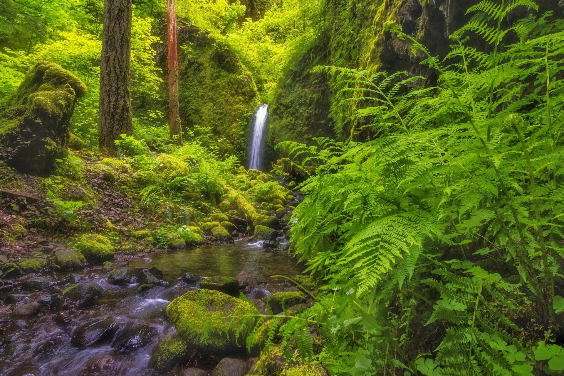 grotte muschiose columbia river gorge oregon cascata fiume foresta felce