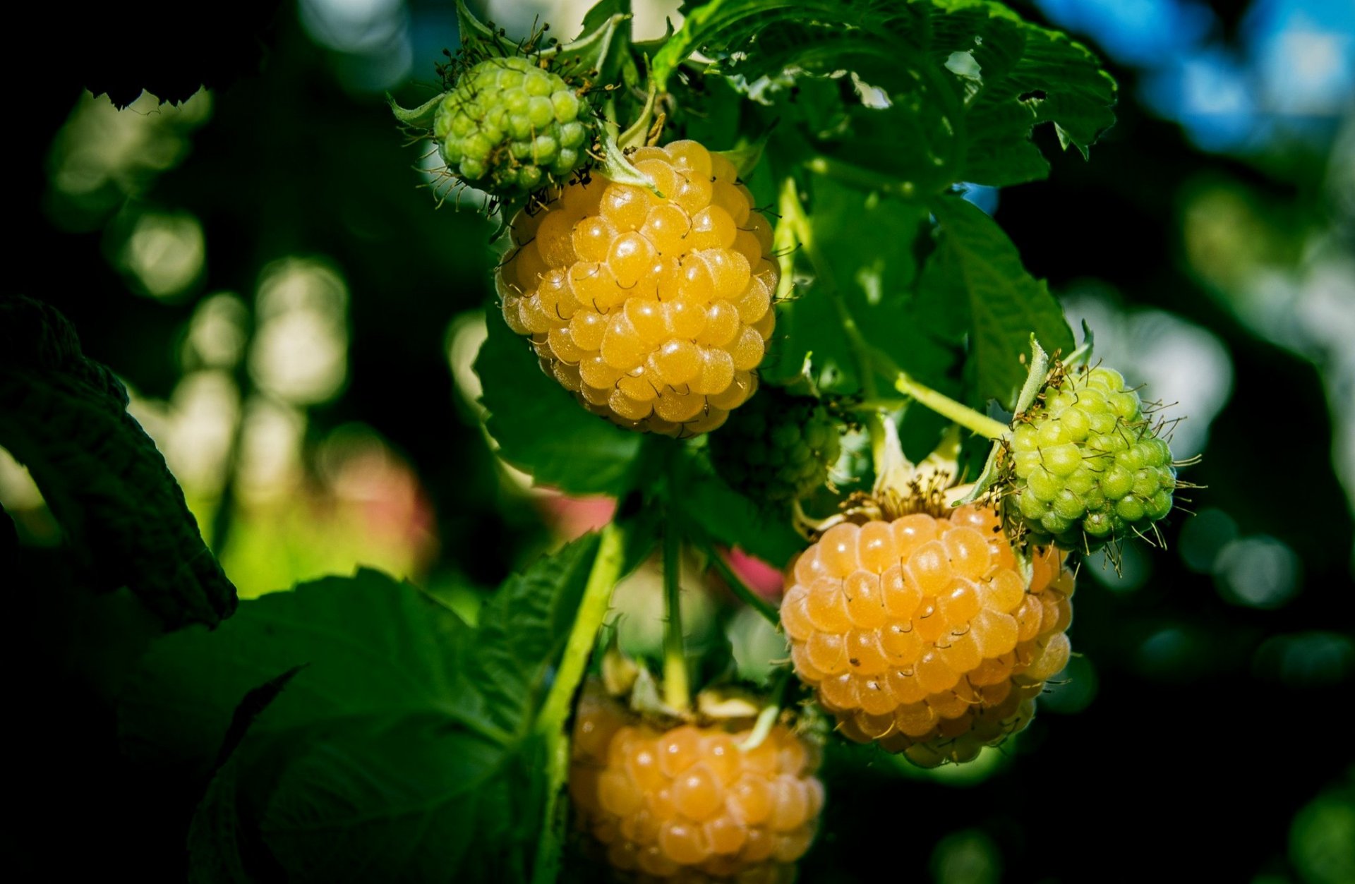 natur beeren himbeeren himbeeren