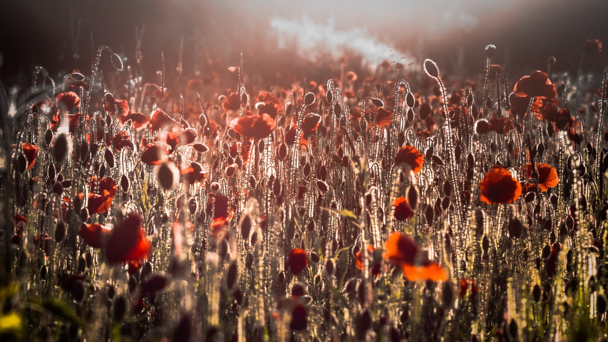 fiori papaveri mattina campo luce