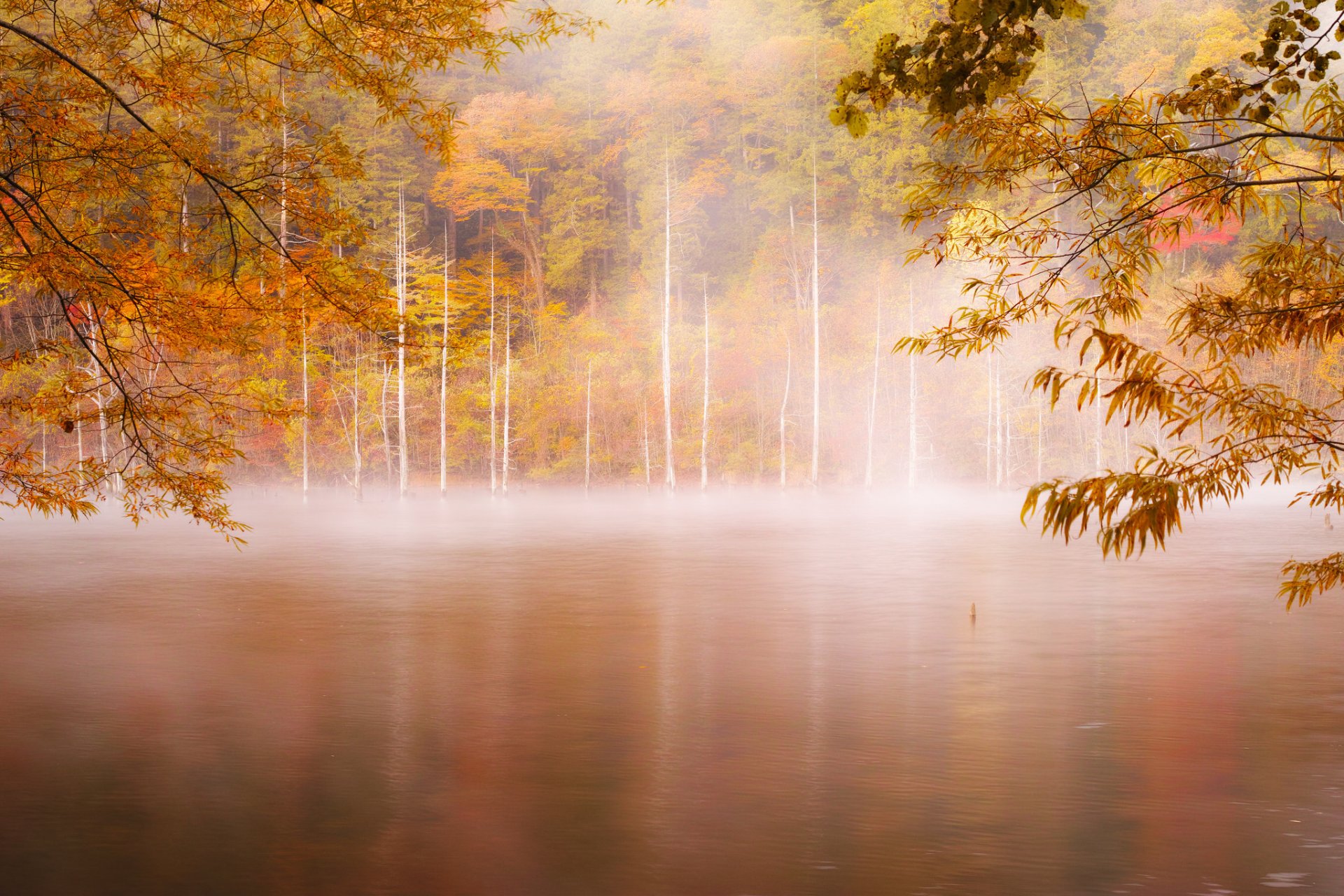 autunno mattina nebbia foresta fiume