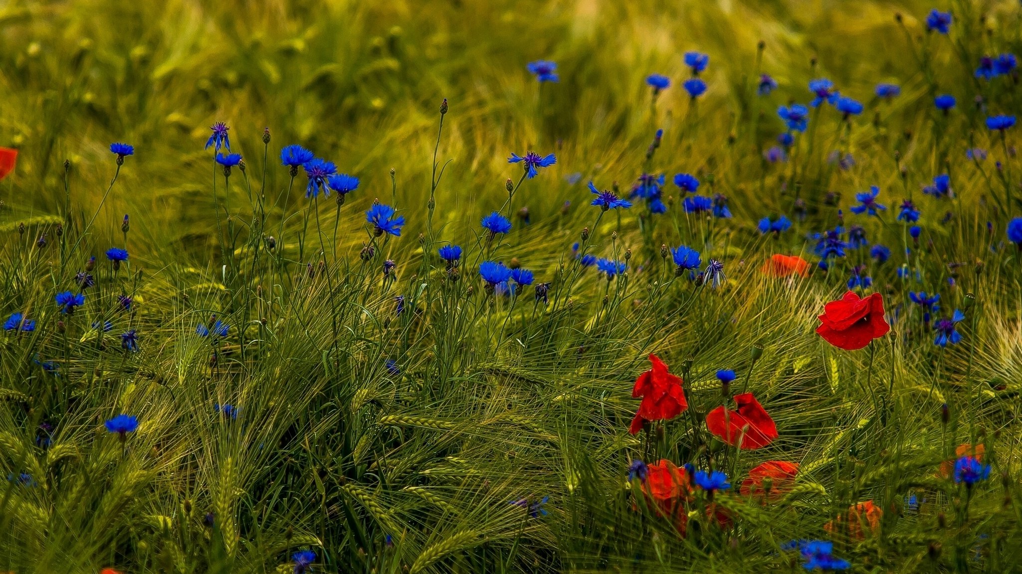 champ fleurs coquelicots bleuets épis