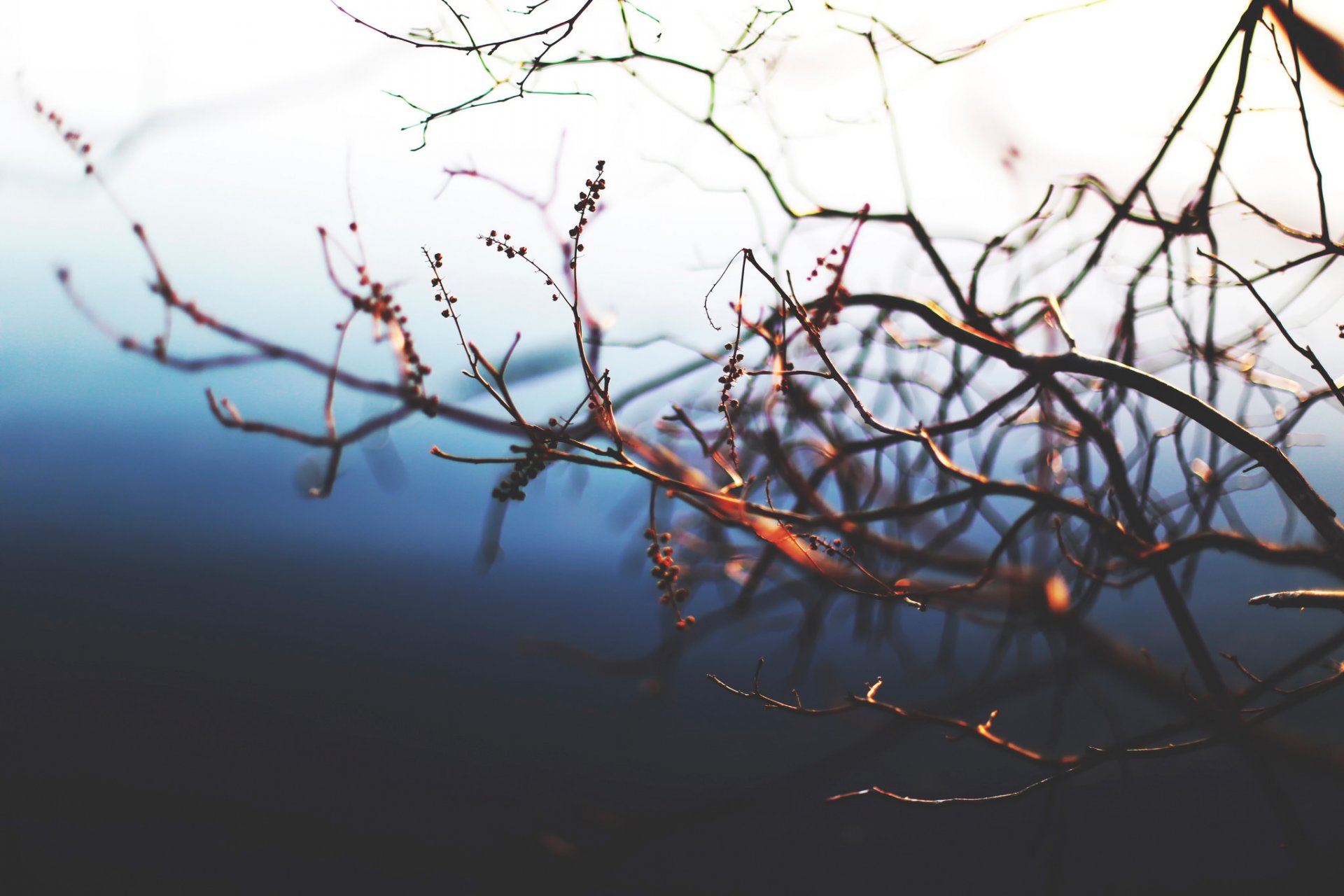 bokeh branches close up