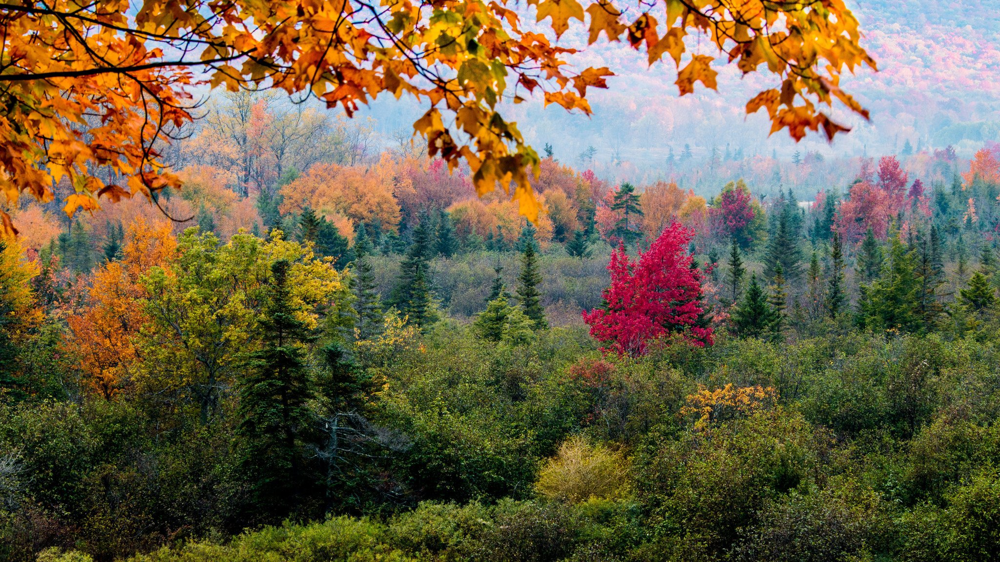 pente forêt arbres feuilles automne