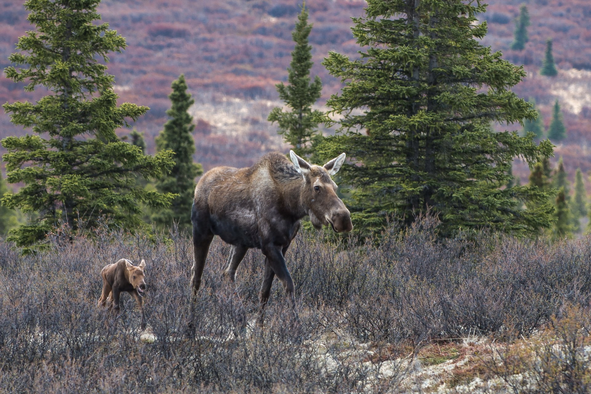 alces naturaleza fondo