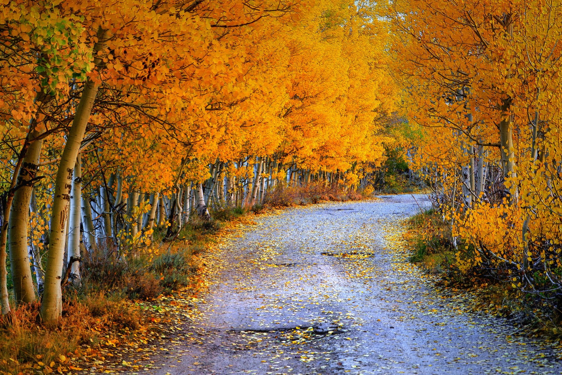 route automne nature