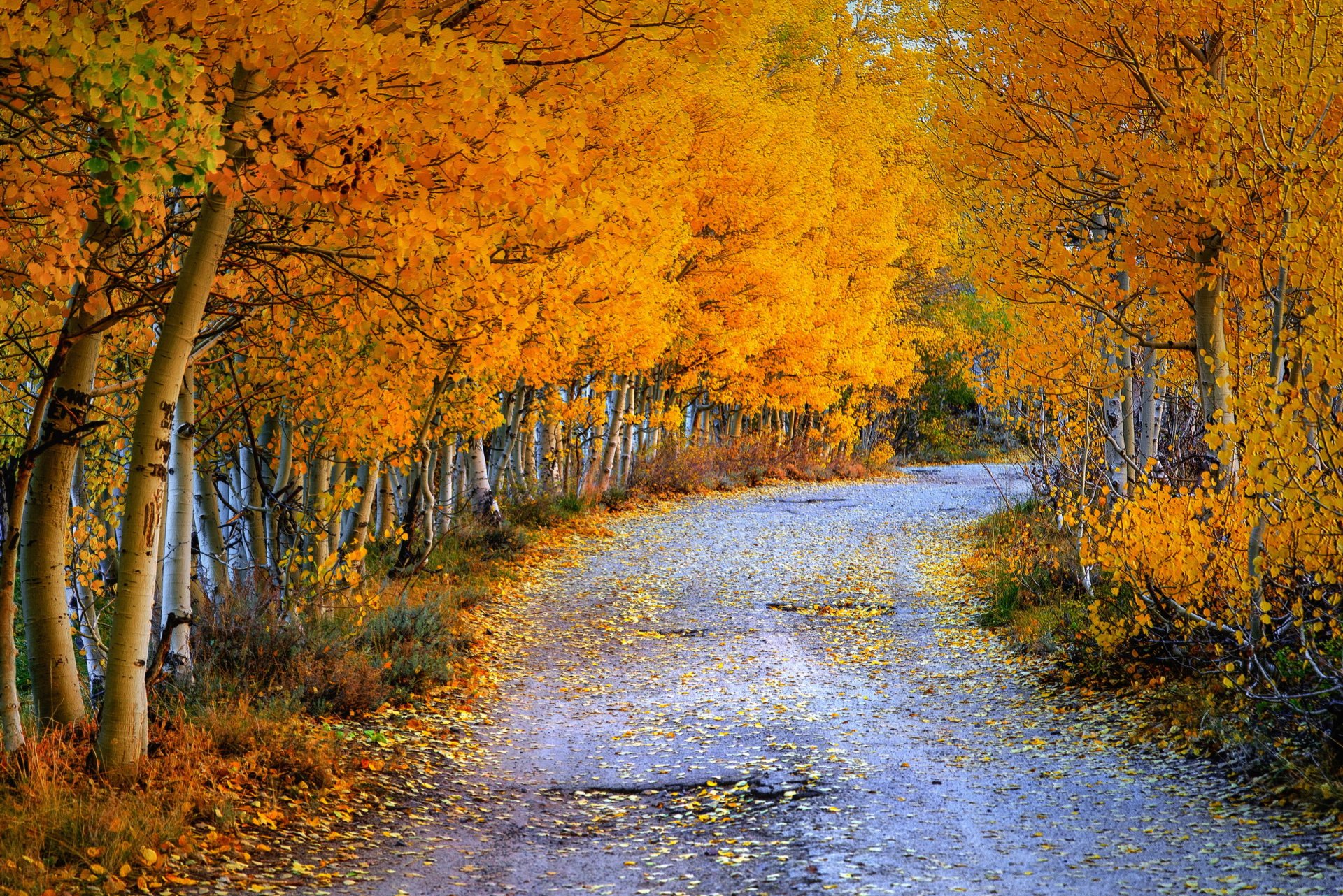 straße herbst natur