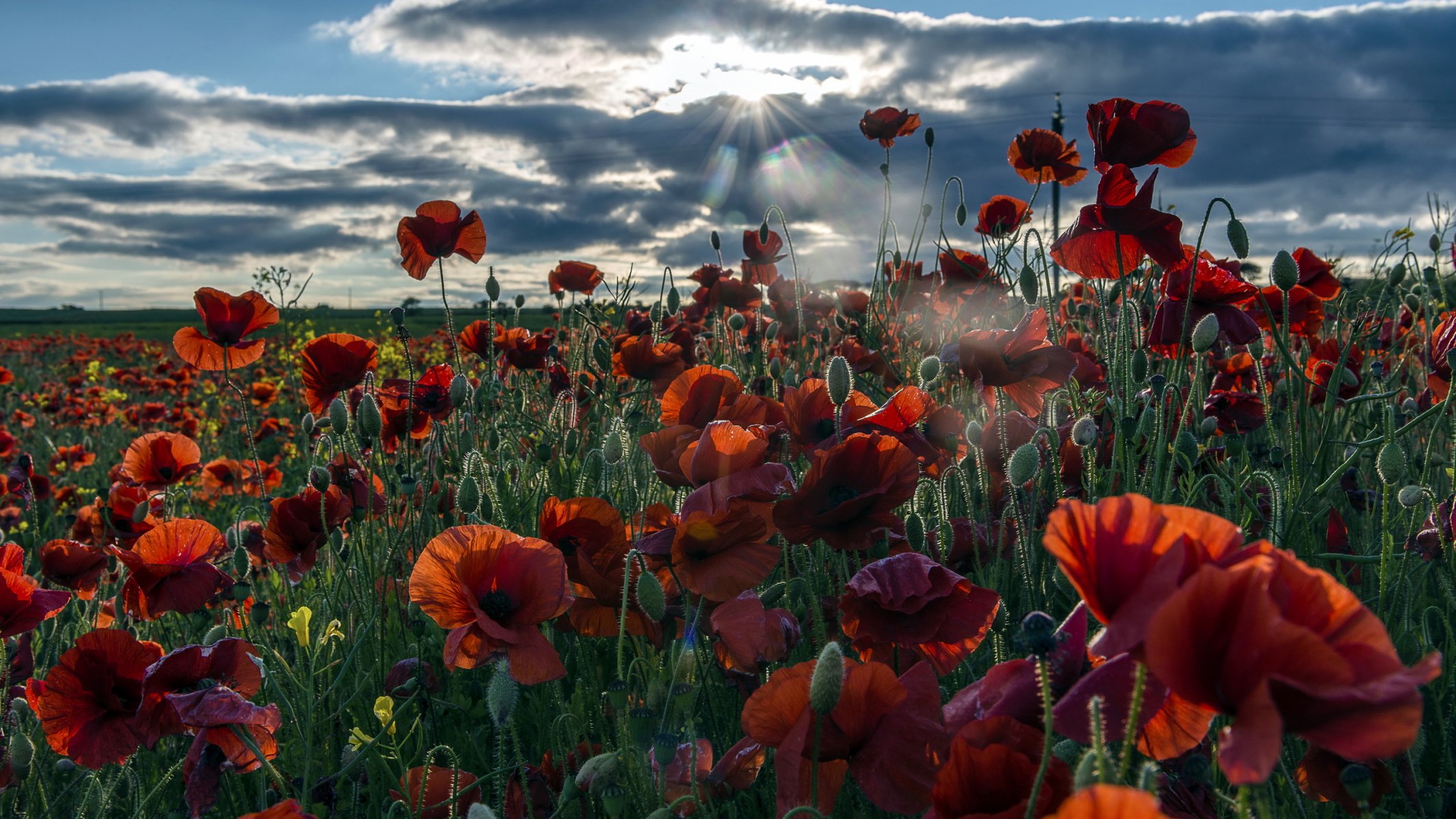 morning the field poppies landscape