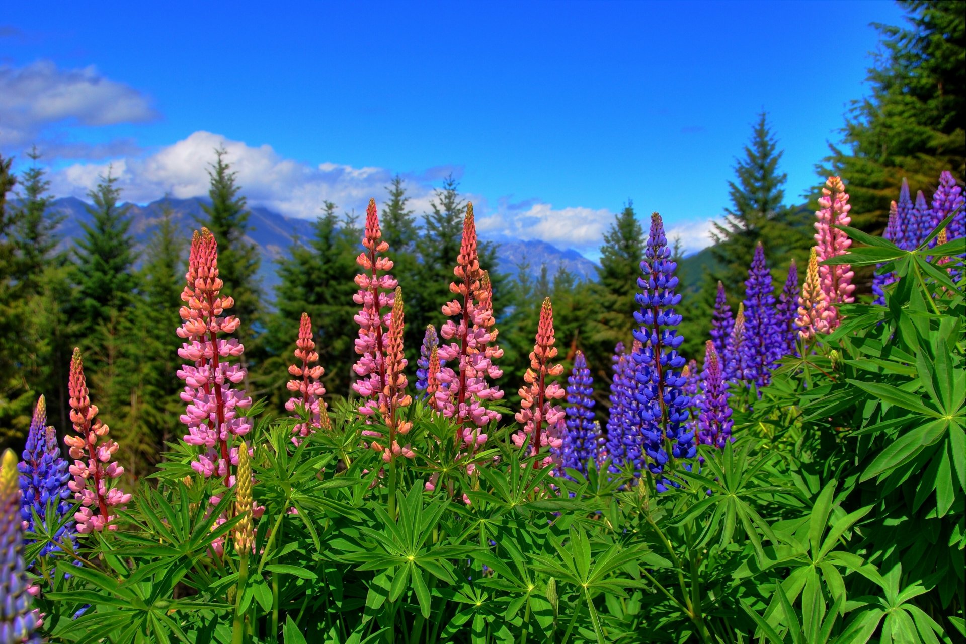 nouvelle-zélande fleurs lupins