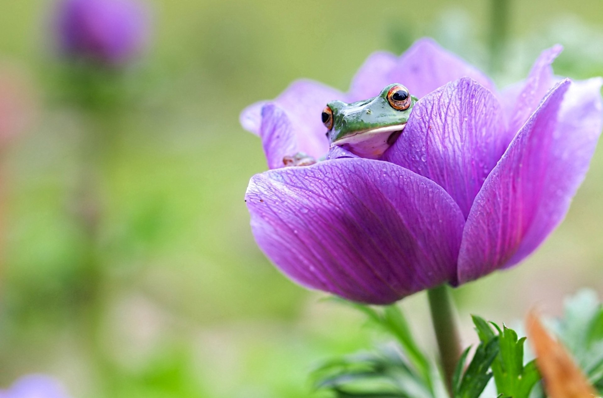 frosch blume späht