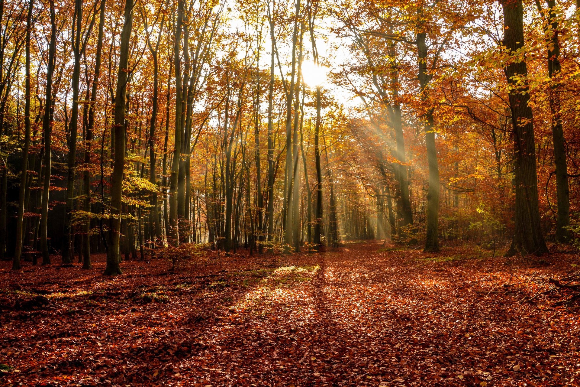 autunno foresta alberi caduta delle foglie sole raggi