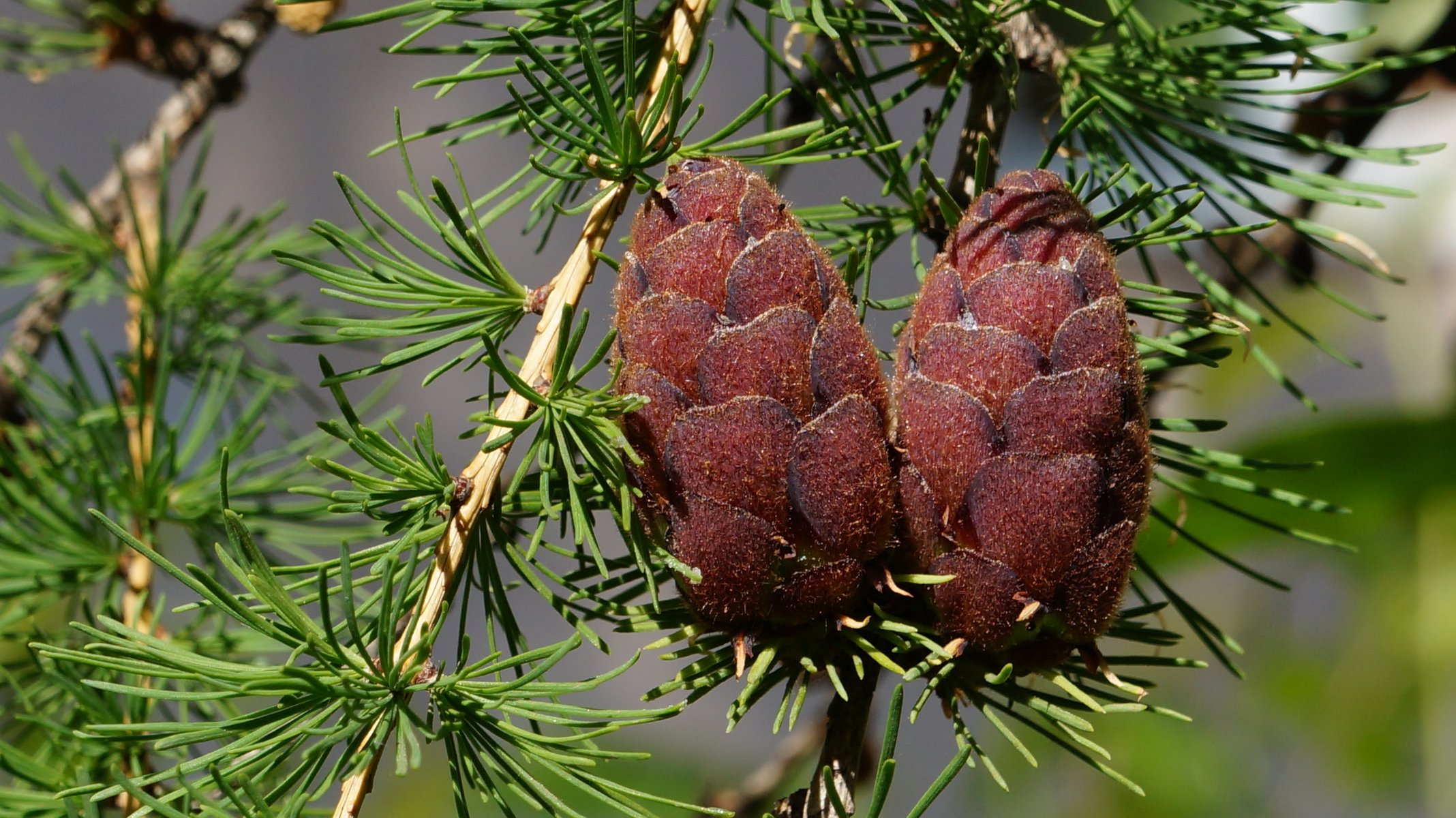 tanne zapfen paar frühling