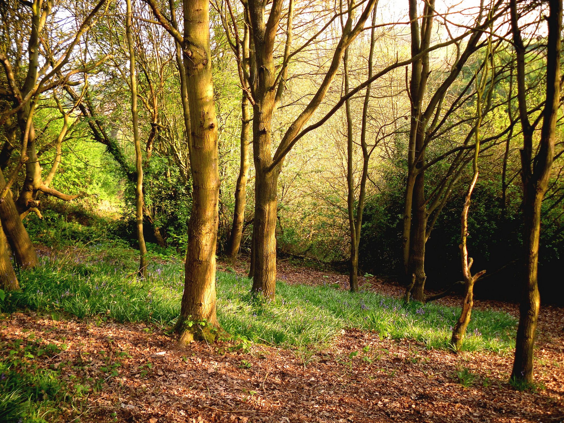 foresta erba alberi primavera