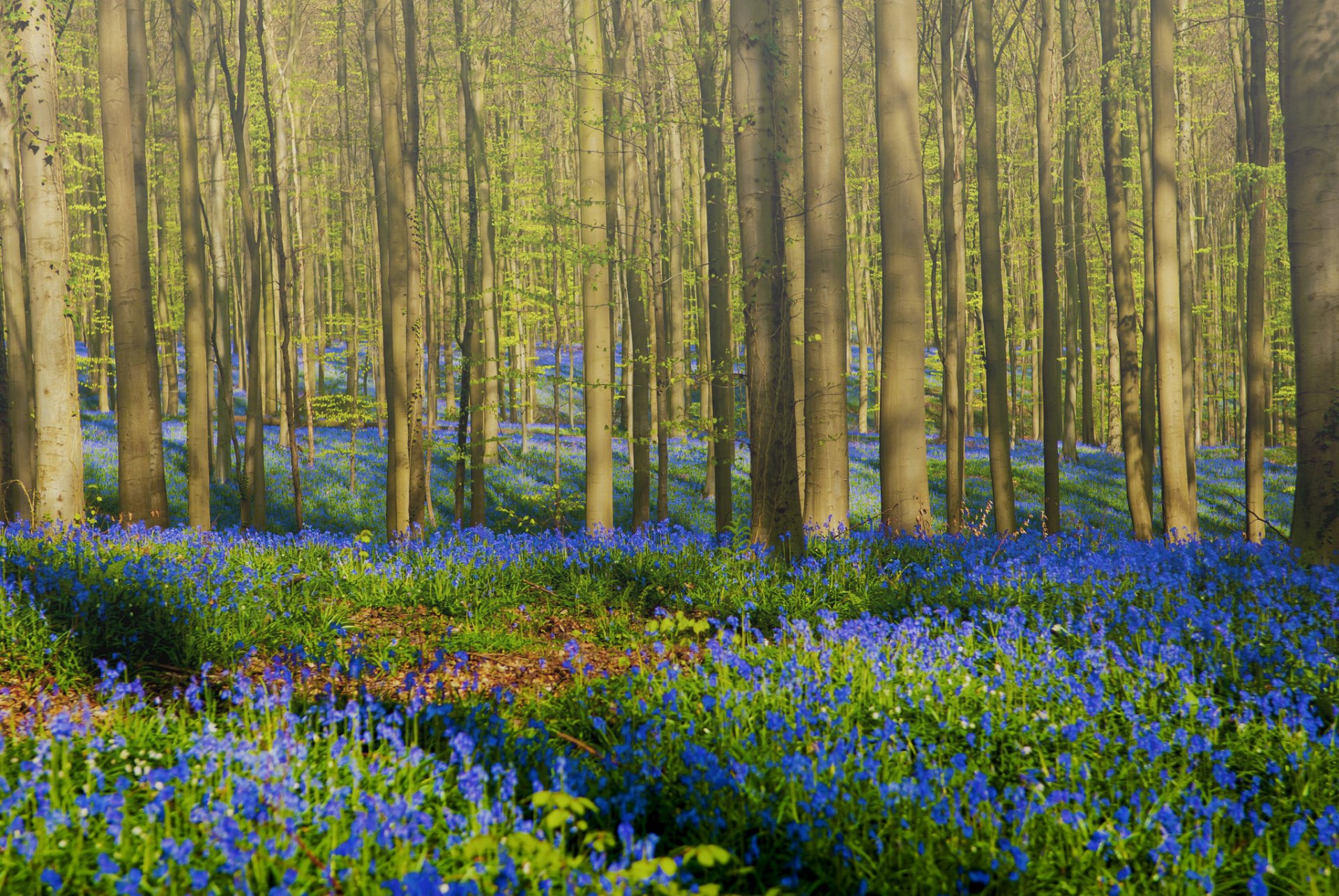 forêt arbres fleurs