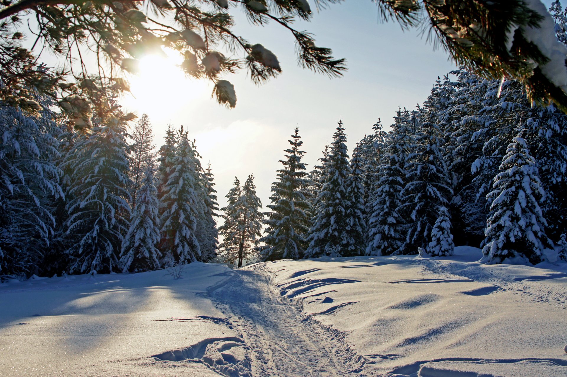 invierno bosque nieve naturaleza