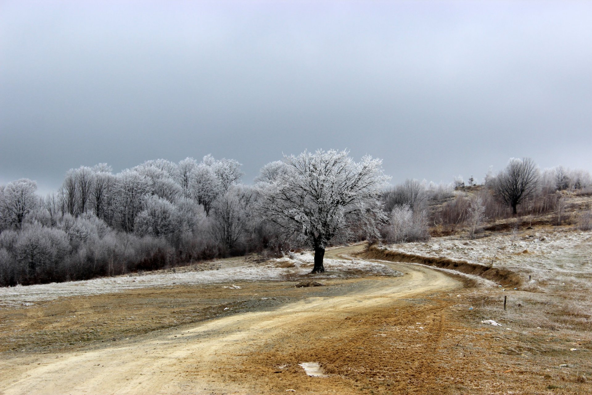 droga pole drzewo szron natura