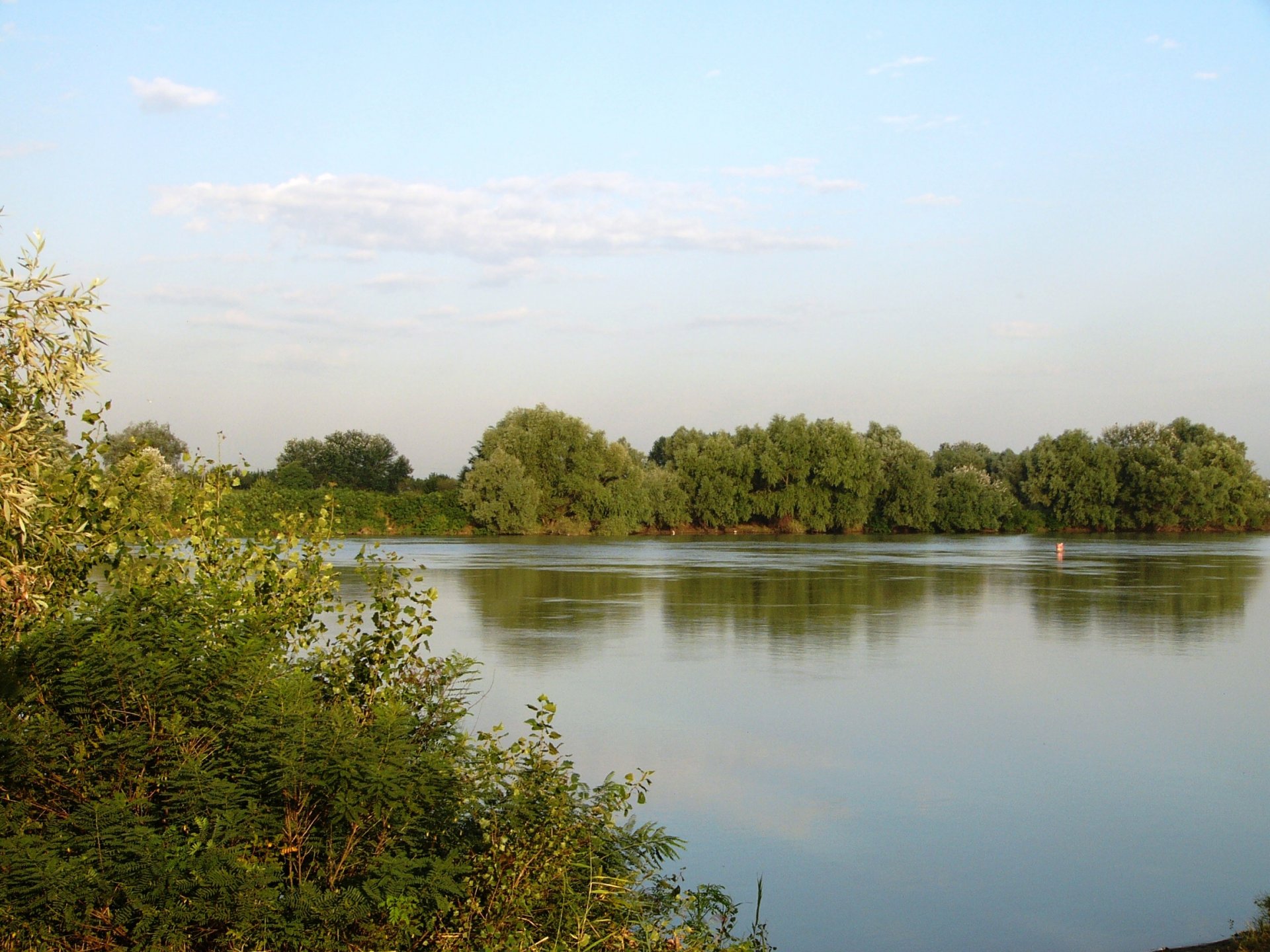 weiden fluss kuban sommer