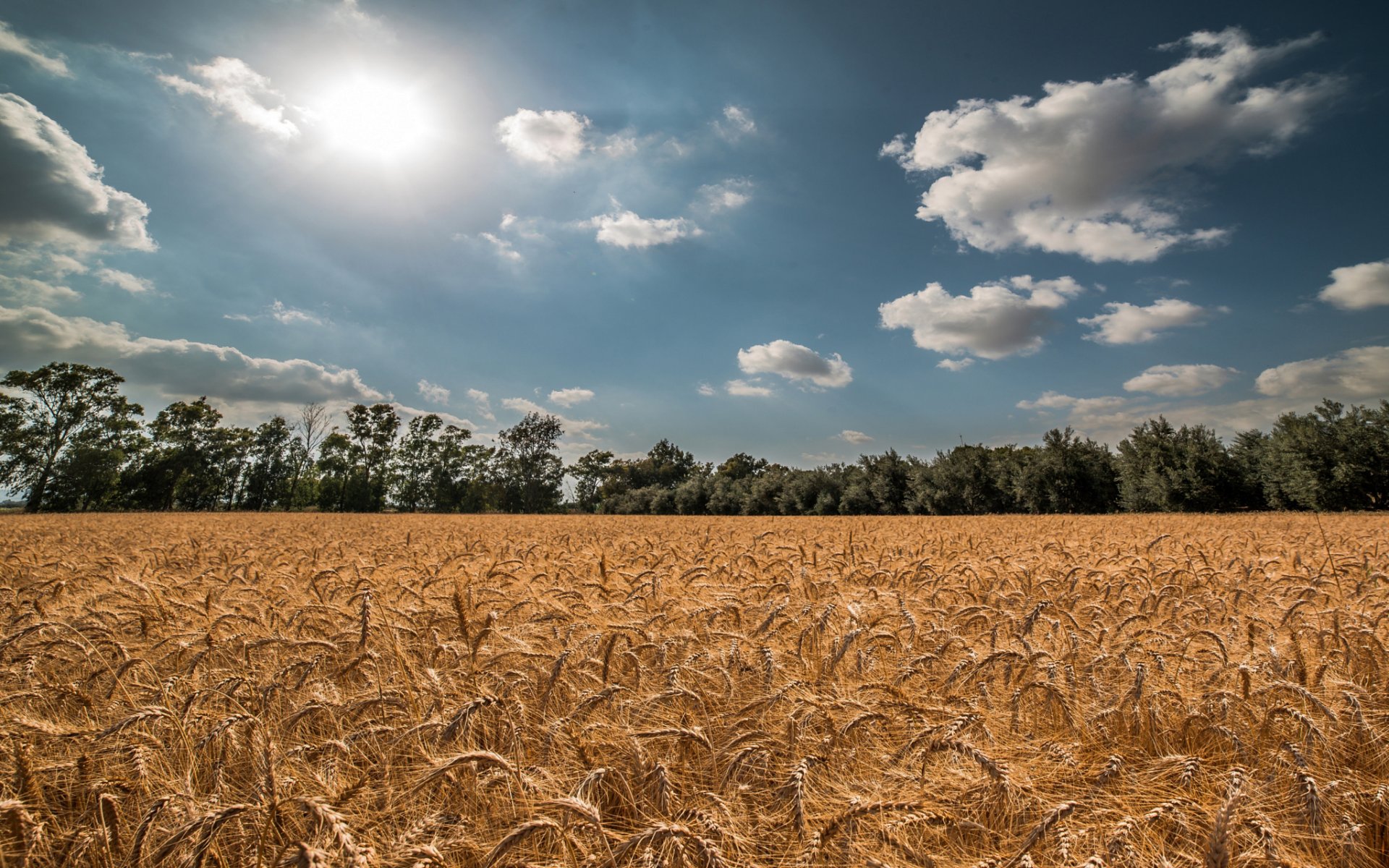 ummer the field spikes wheat sky sun