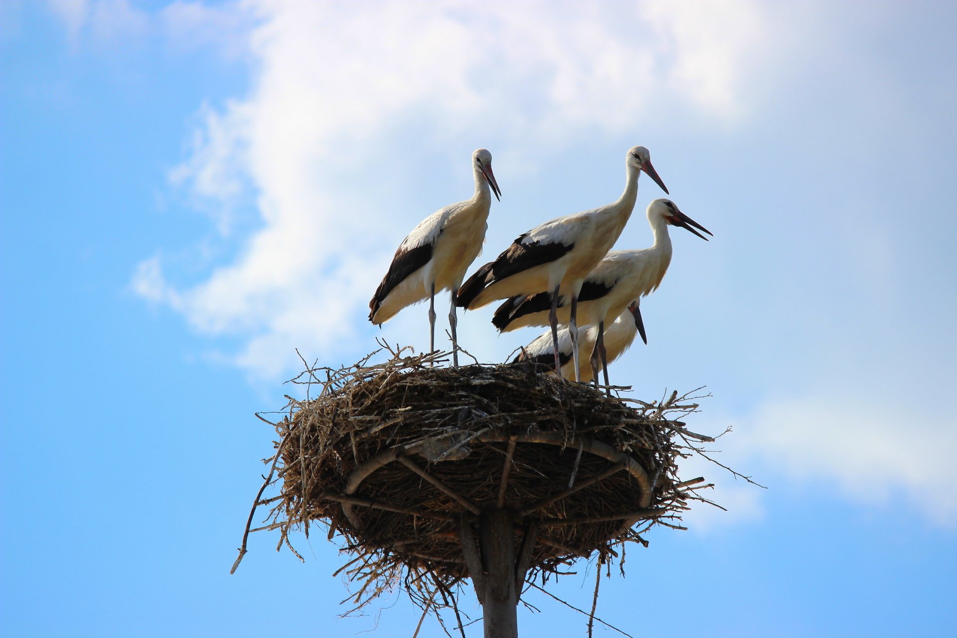 birds storks nest sky nature