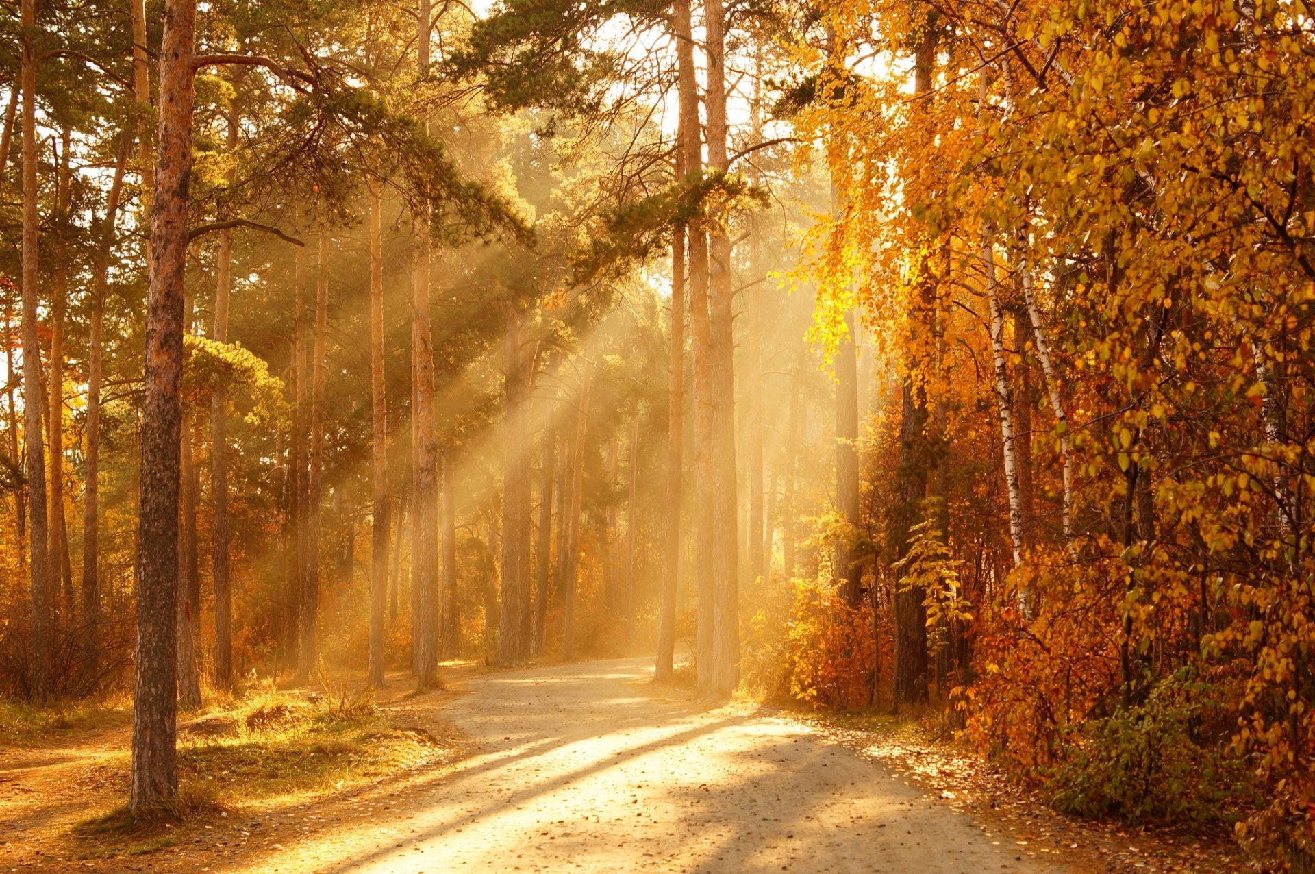 foresta autunno raggi sole alberi