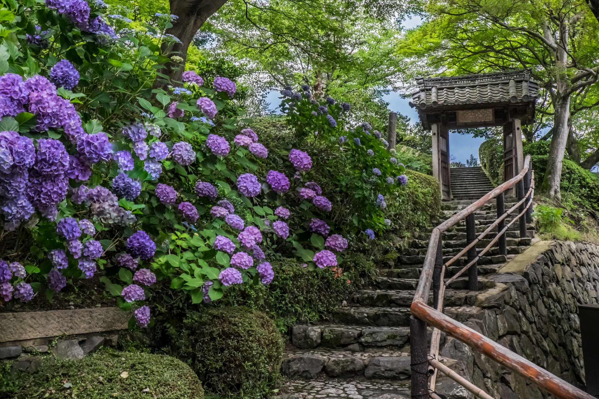 yoshimine-dera kyoto japon kyoto temple escalier hortensias fleurs