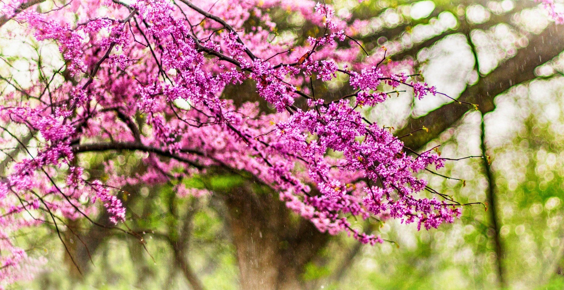 nature flowers rain drops spring park trees walk spring