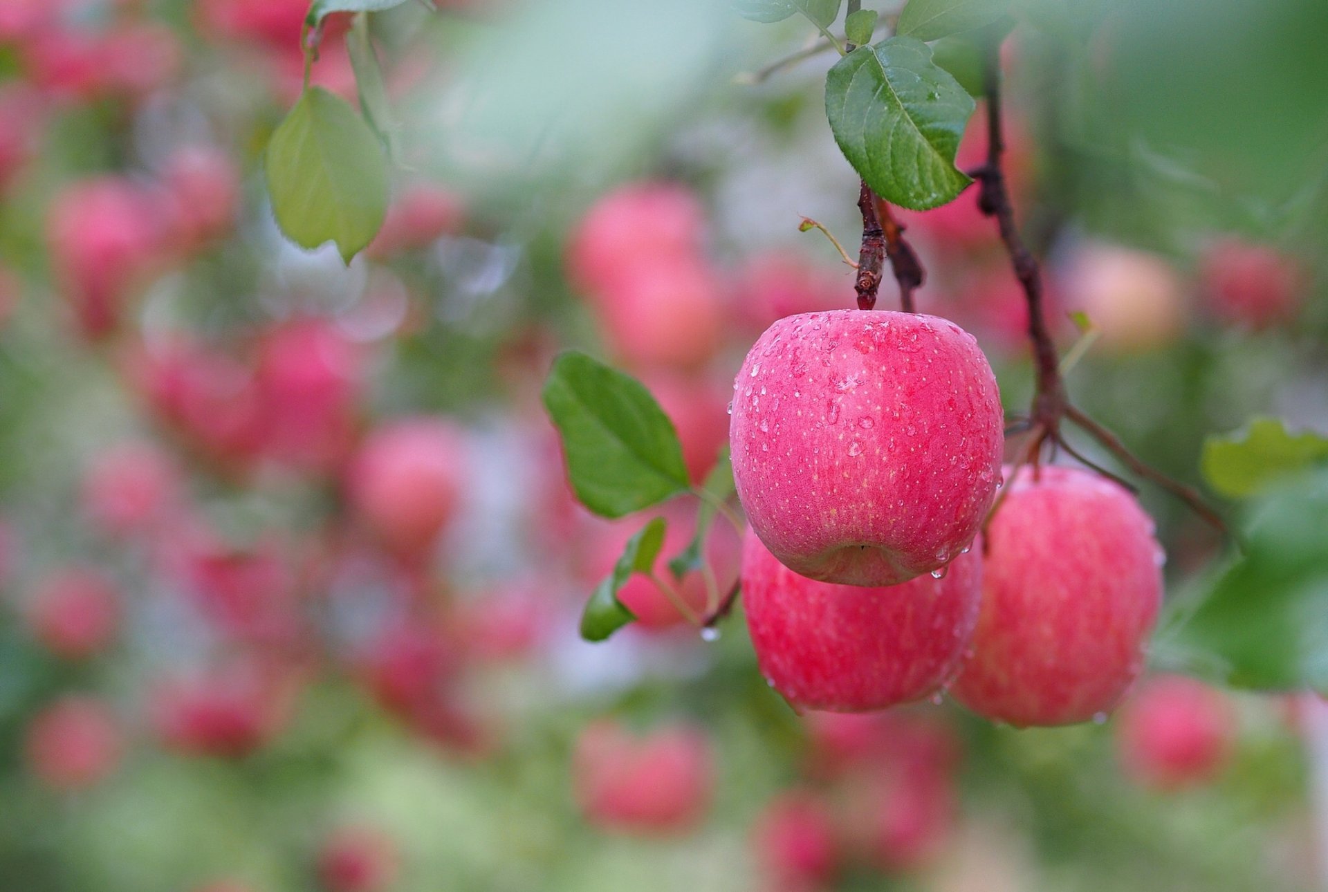 rama manzanas gotas macro bokeh