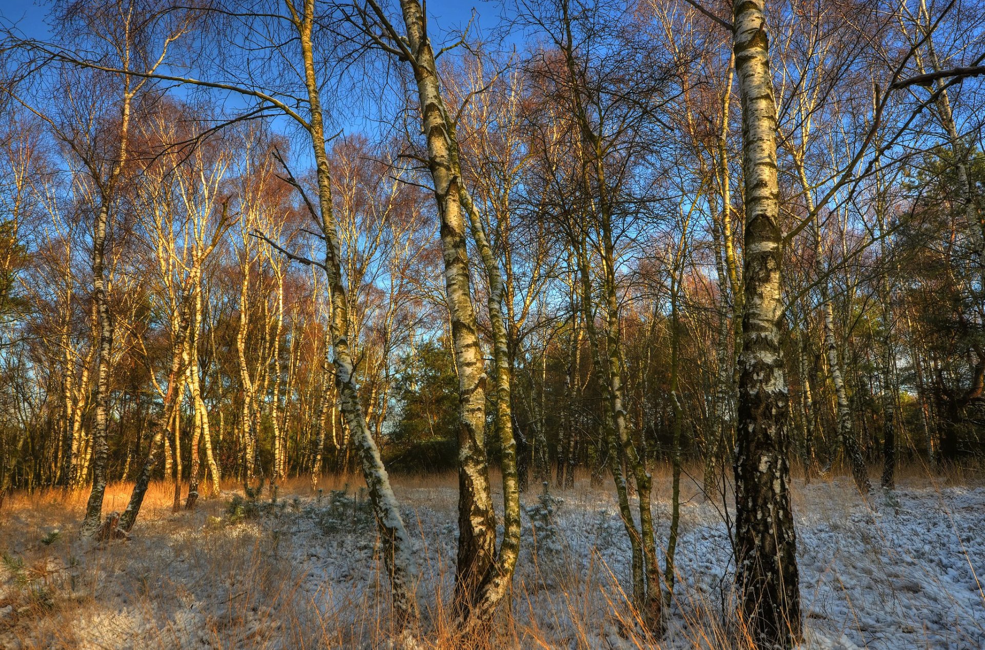 ciel bosquet bouleau arbres givre automne