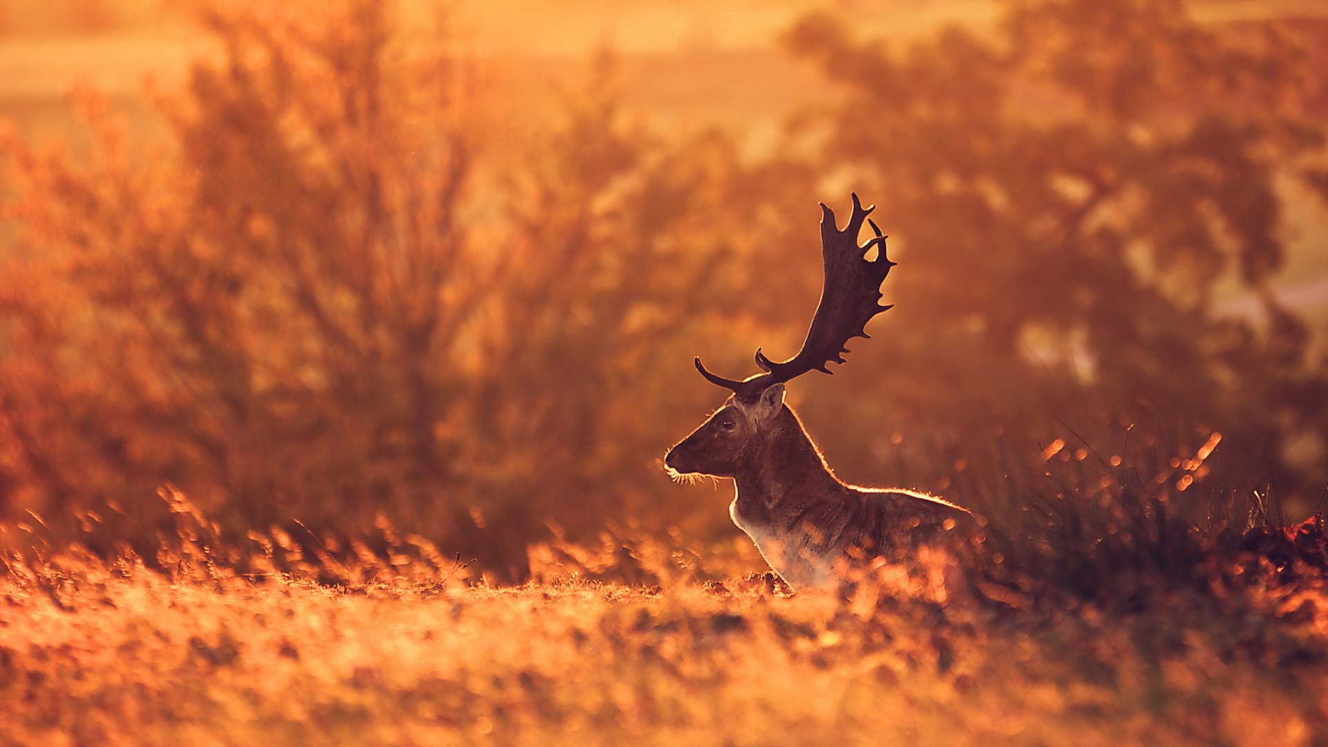 reindeer nature background