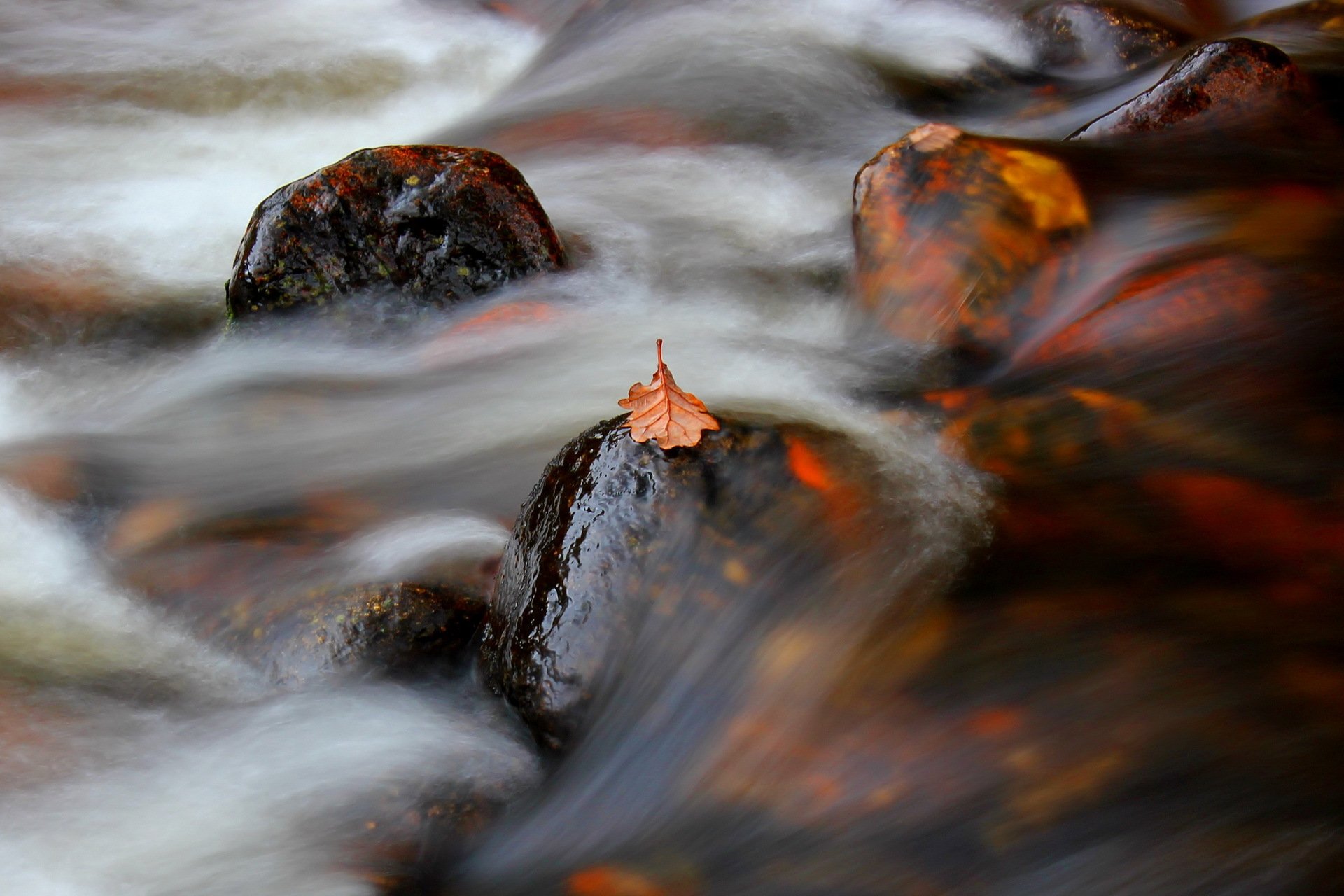 hoja río corriente naturaleza