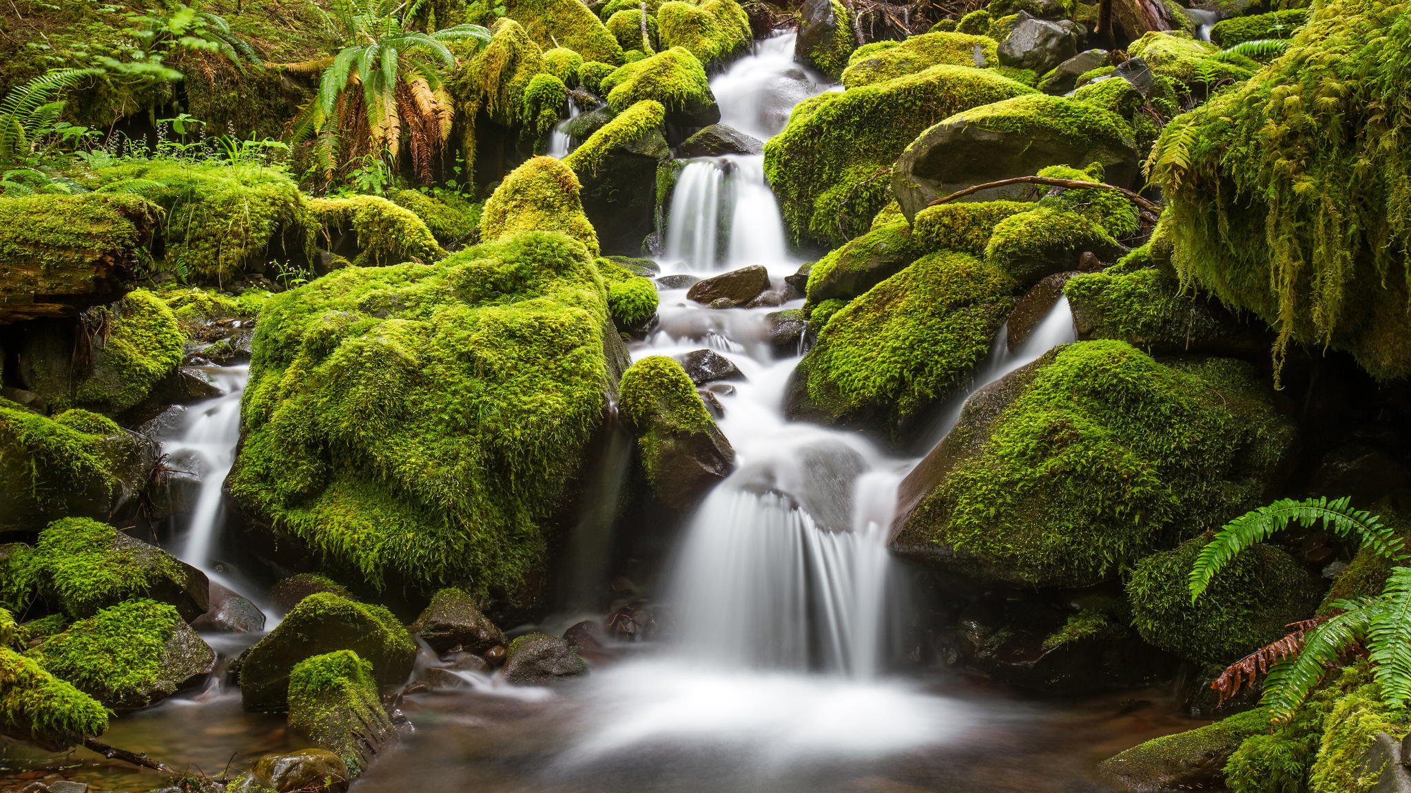 cascada río piedras bosque musgo