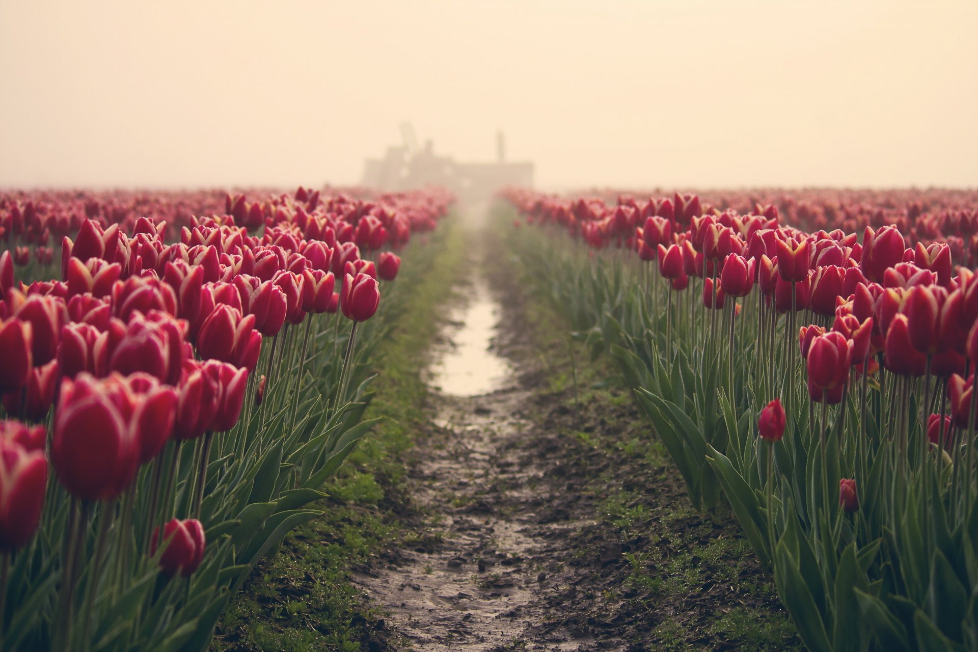 flower tulips fog the field